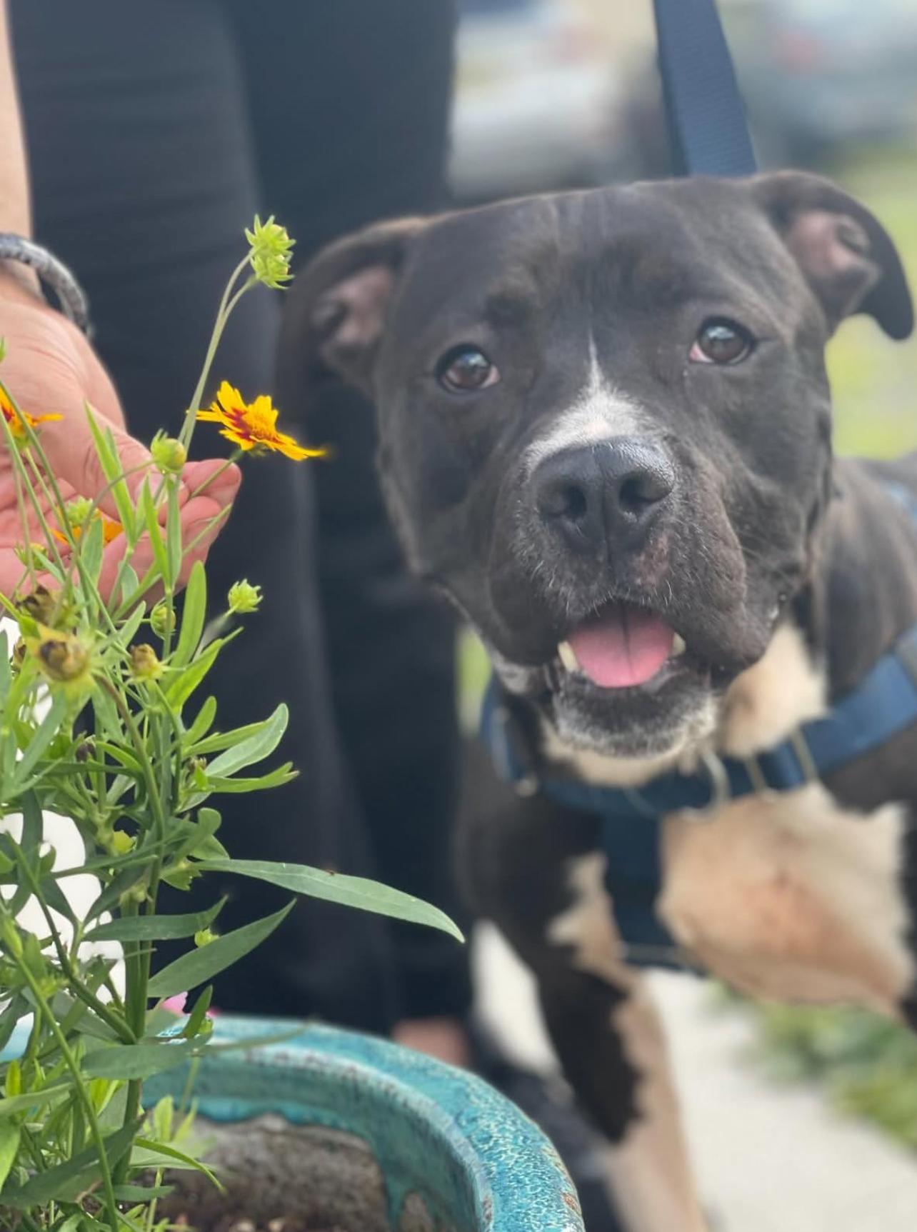 Bronte, a Adoptable Mixed Breed in Voorhees, NJ image 2/4