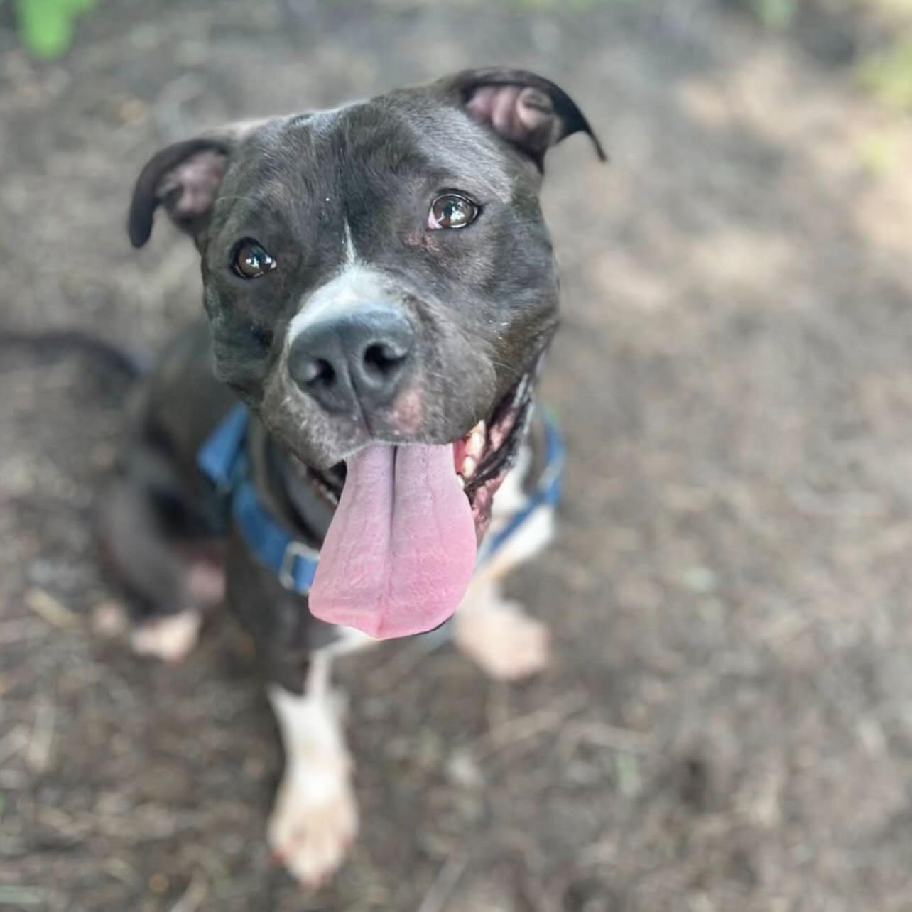 Bronte, a Adoptable Mixed Breed in Voorhees, NJ image 3/4