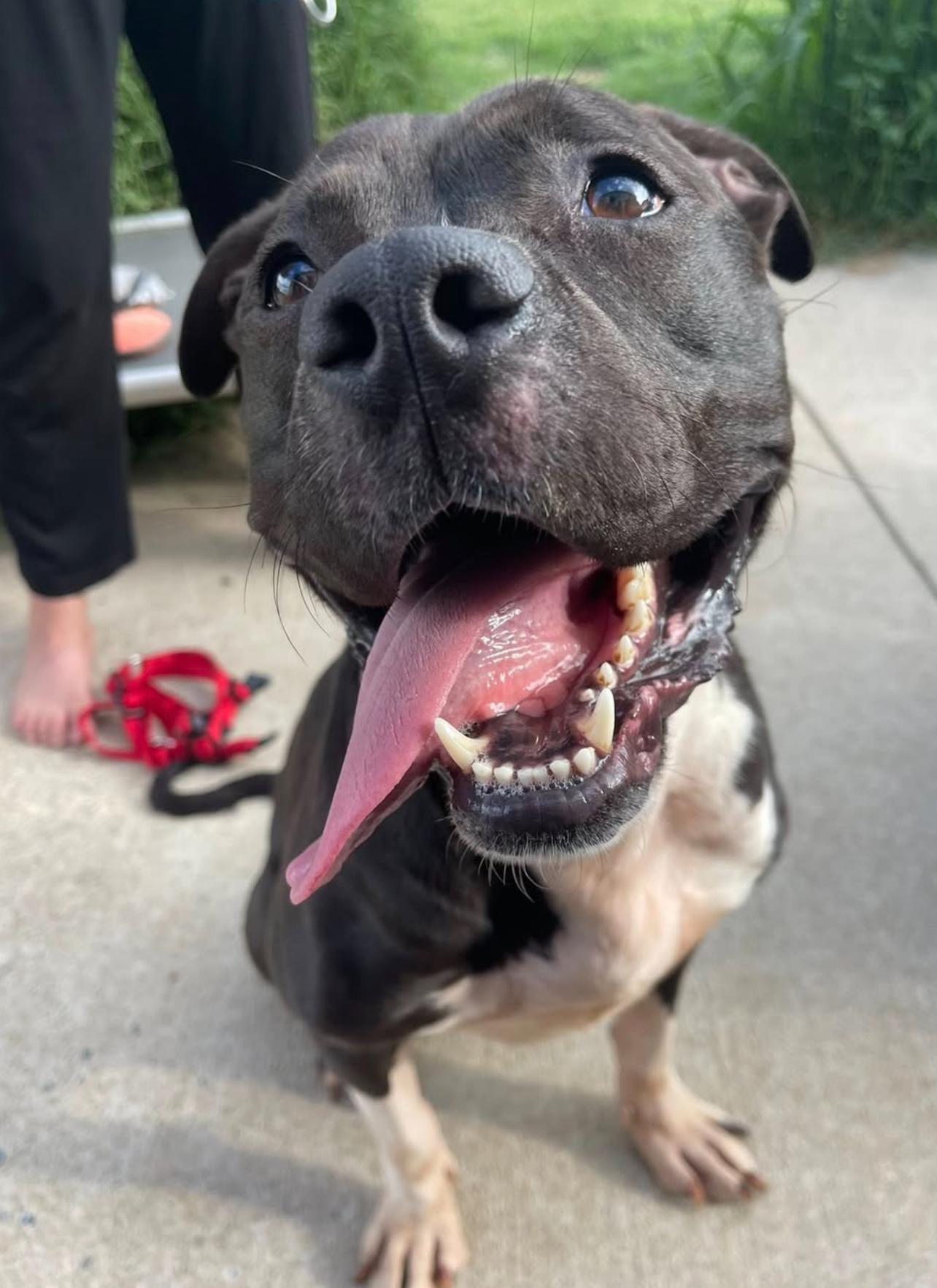 Bronte, a Adoptable Mixed Breed in Voorhees, NJ image 4/4