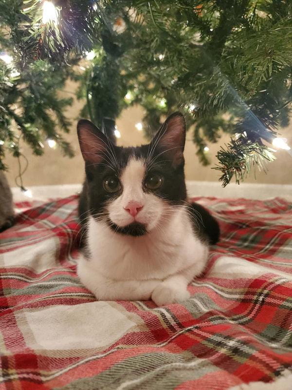 Nemo, an adopted Domestic Short Hair in Kalamazoo, MI image 2/2