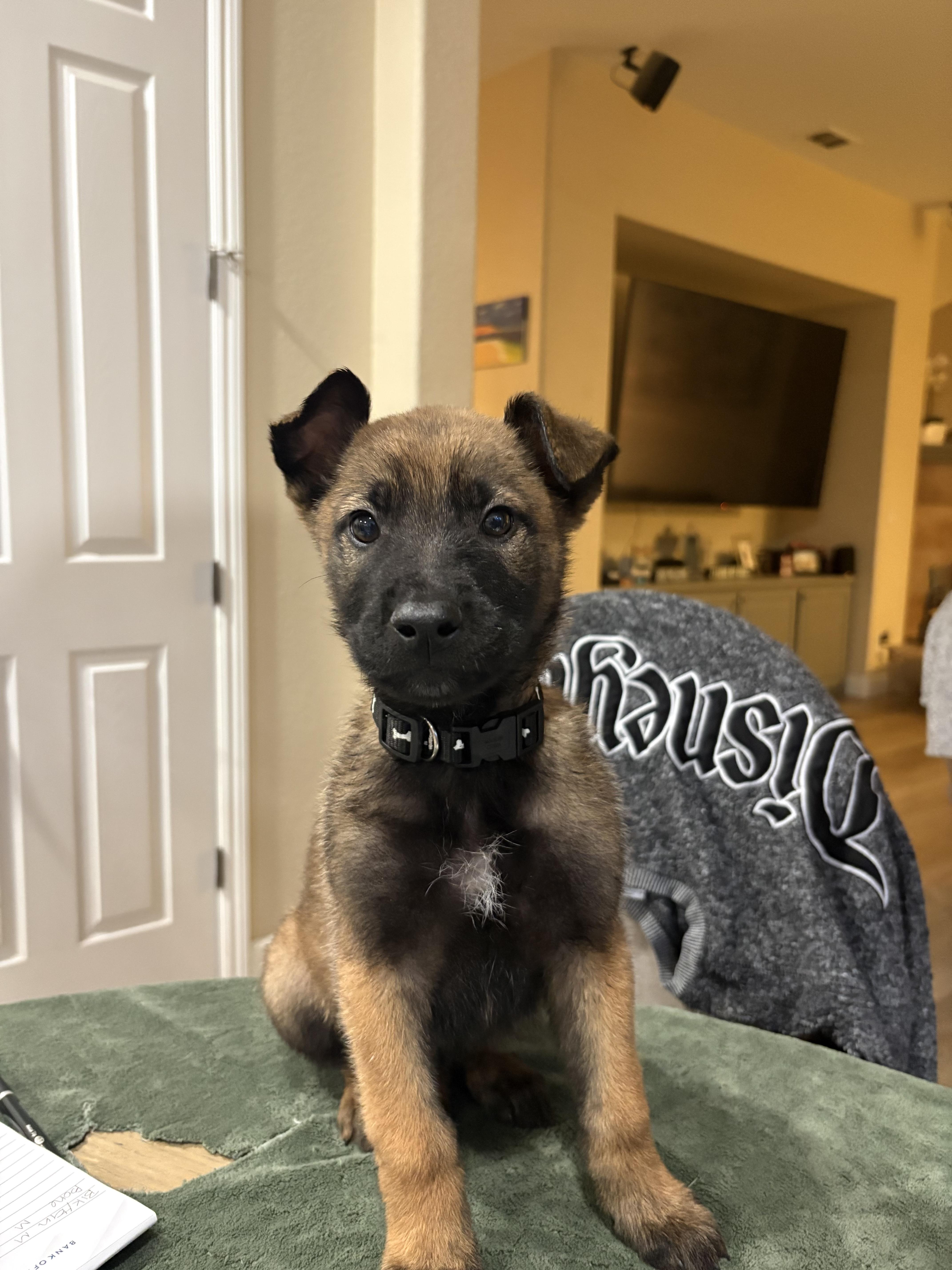 Tornado, Adoptable, Puppy Male German Shepherd Dog.