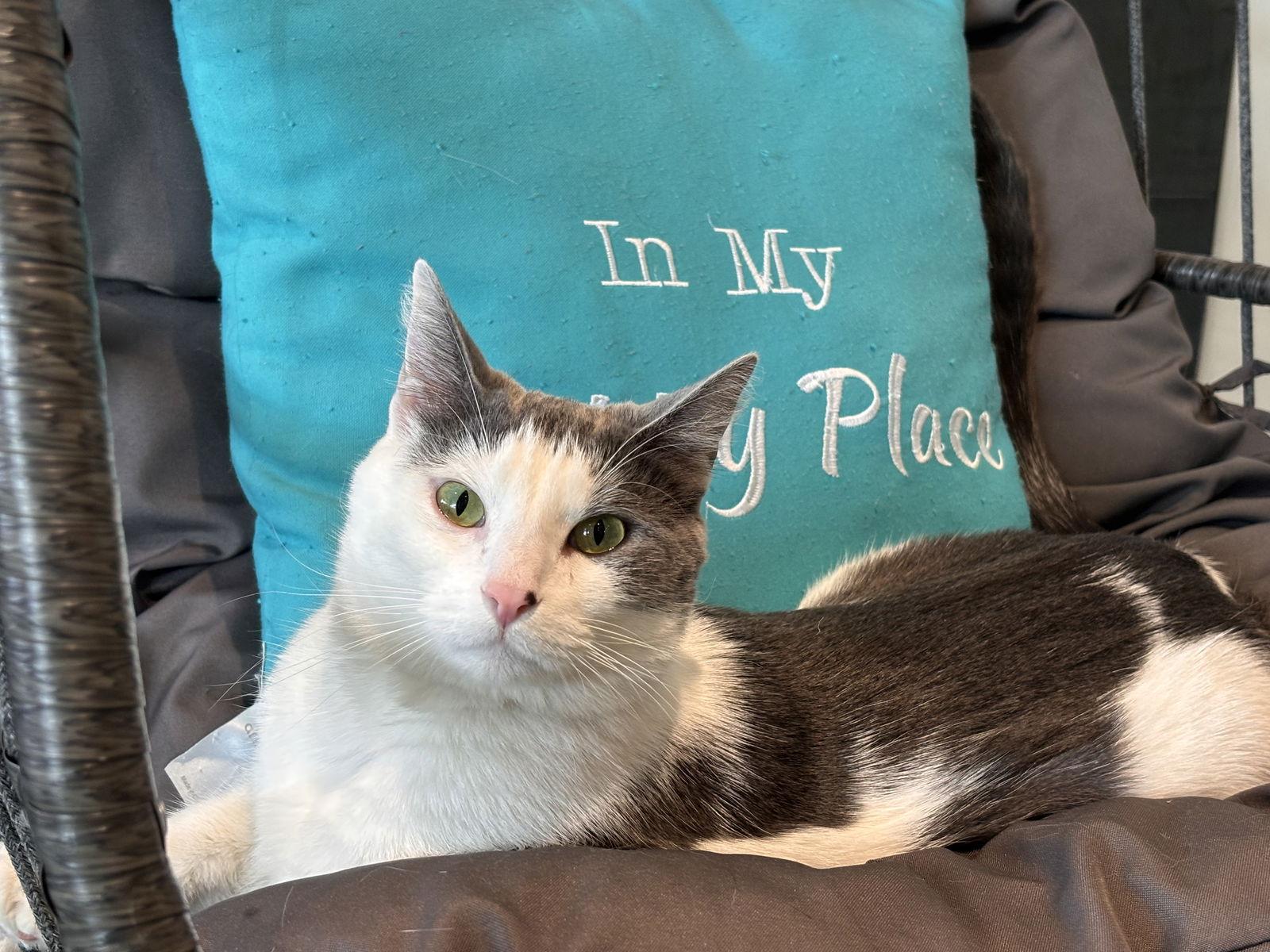 Mick, Adoptable, Adult Male Domestic Short Hair.