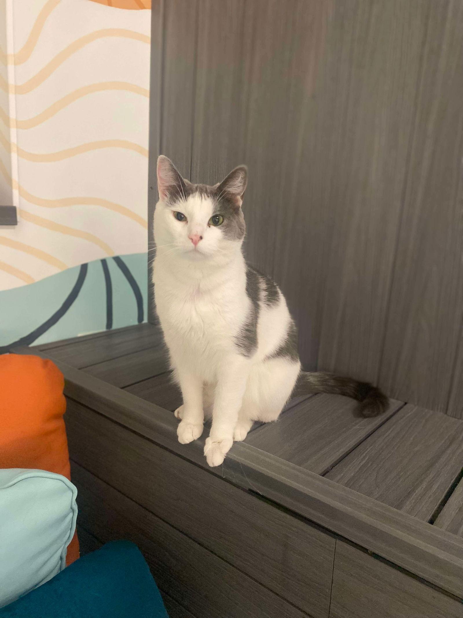 Mick, Adoptable, Adult Male Domestic Short Hair.