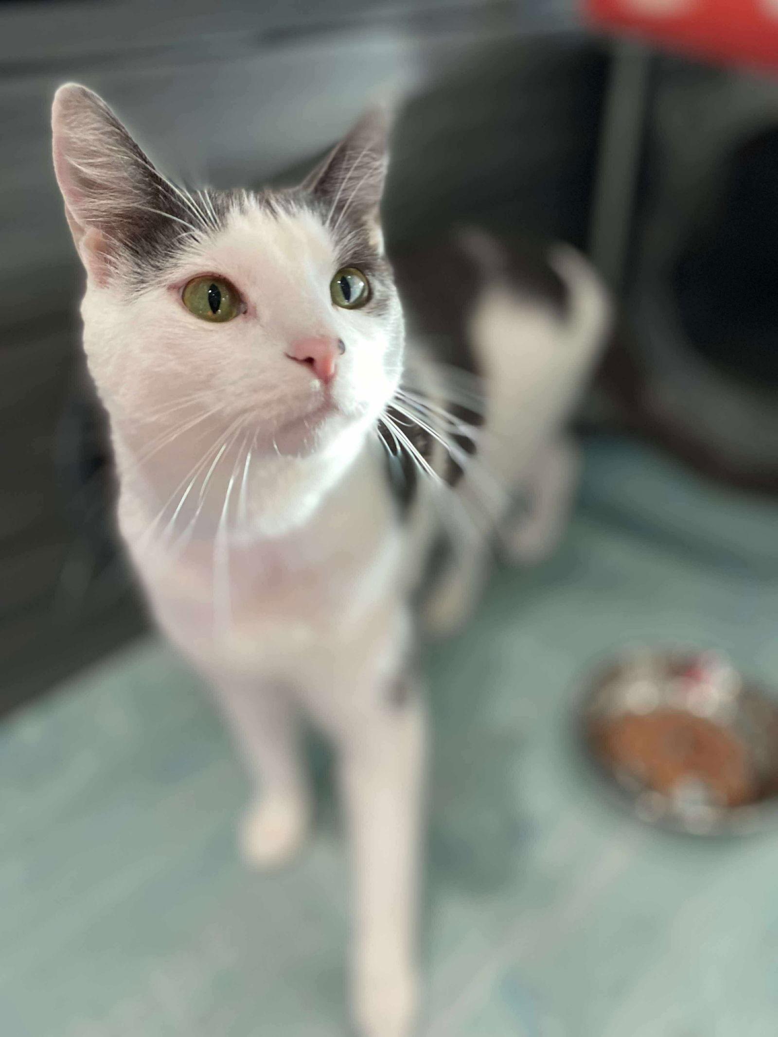 Mick, a Adoptable Domestic Short Hair in Oakboro , NC image 2/3