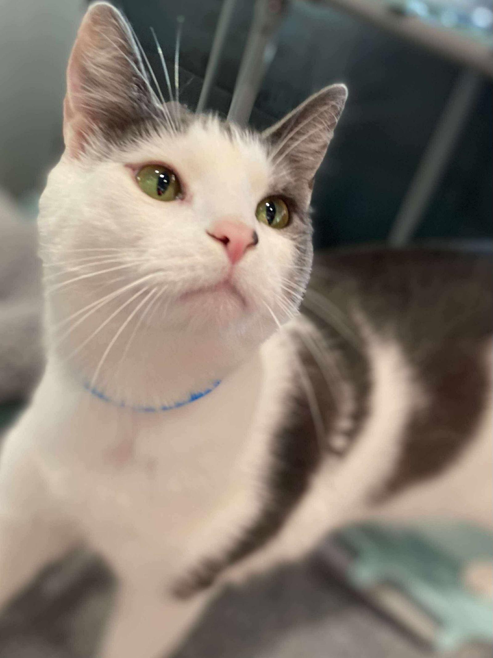 Mick, a Adoptable Domestic Short Hair in Oakboro , NC image 3/3