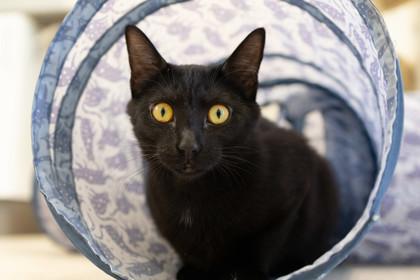 Kitty Purry — thumbnail 2