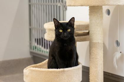 Kitty Purry — thumbnail 3