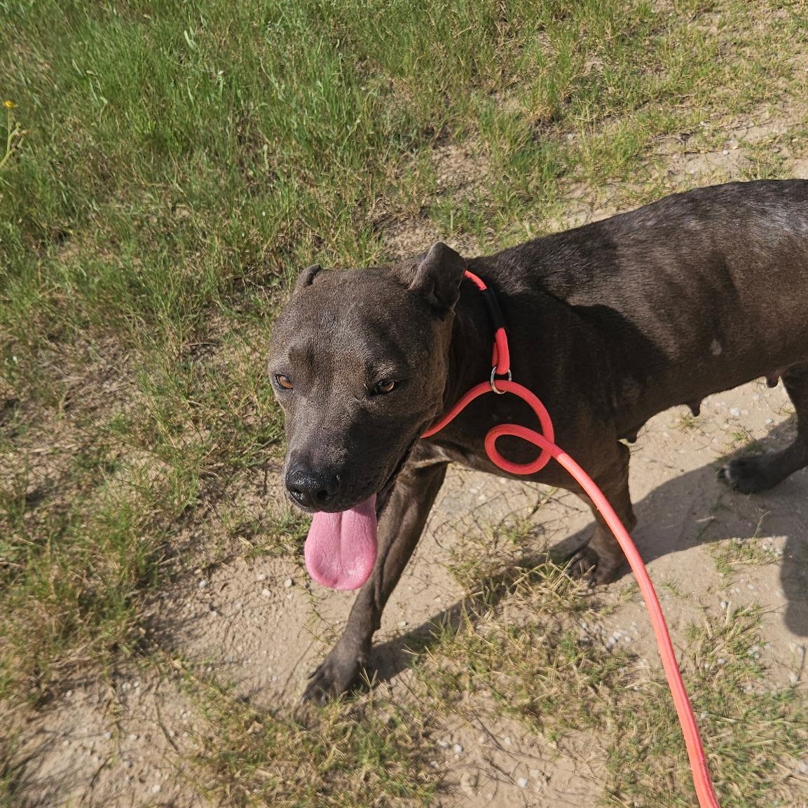 Mocha, an adoptable American Staffordshire Terrier, Labrador Retriever in Brunswick, ME, 04011 | Photo Image 5