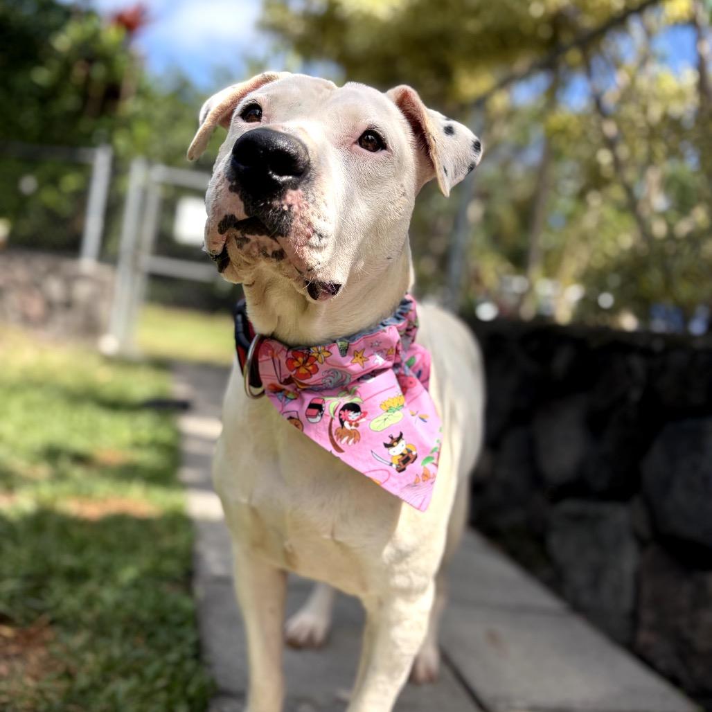 Ivory, Adoptable, Adult Female Mixed Breed.