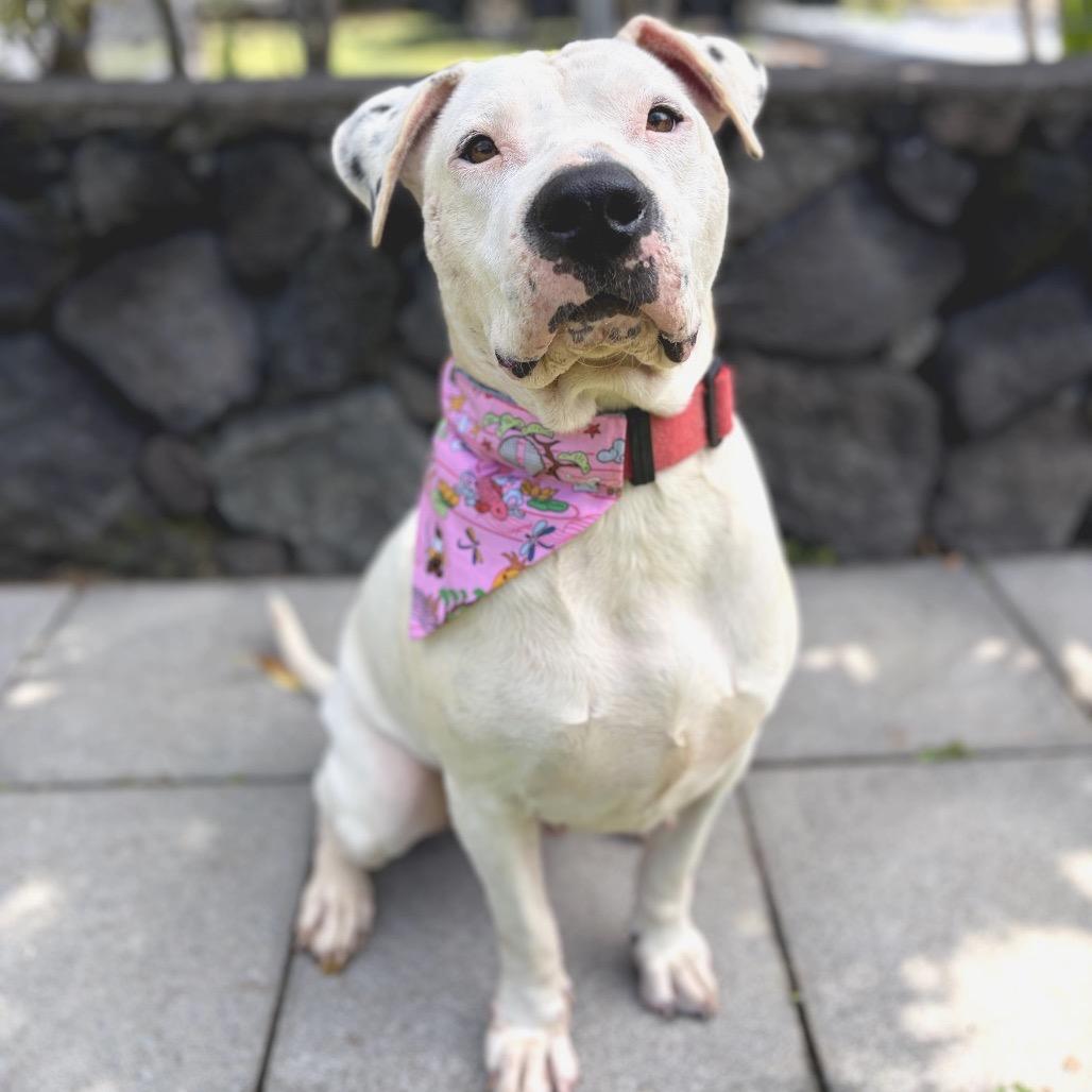 Enlarge Ivory, a Adoptable Mixed Breed in Keaau, HI image 1/6