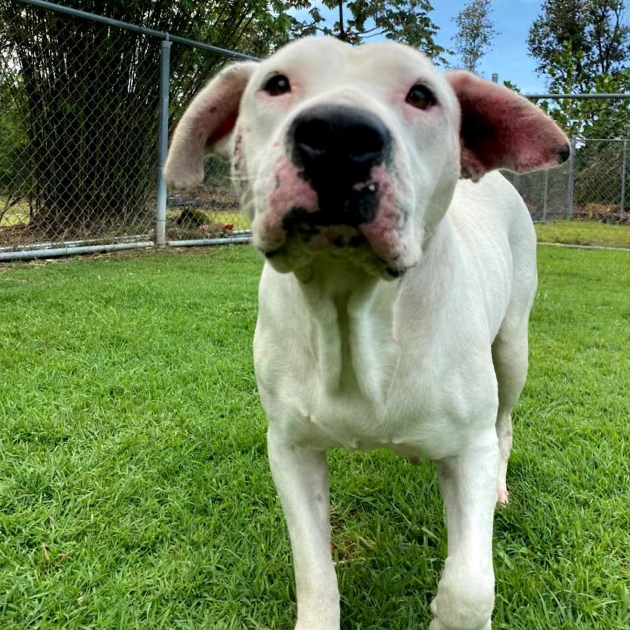 Enlarge Ivory, a Adoptable Mixed Breed in Keaau, HI image 2/6