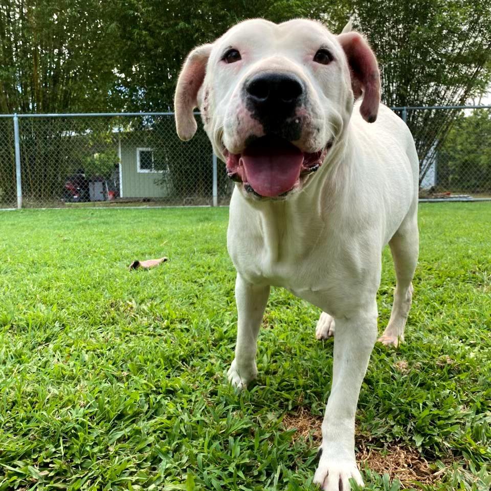 Enlarge Ivory, a Adoptable Mixed Breed in Keaau, HI image 3/6