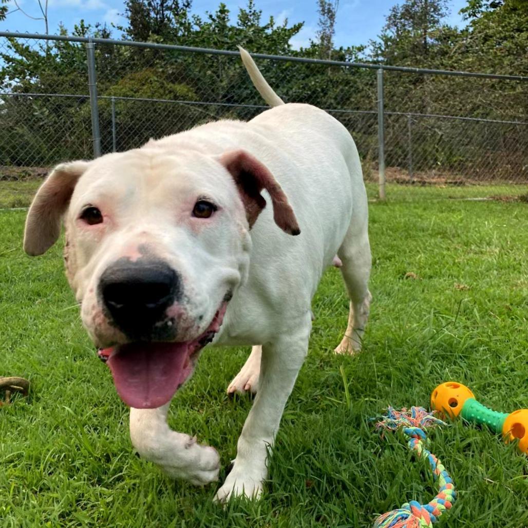 Enlarge Ivory, a Adoptable Mixed Breed in Keaau, HI image 4/6