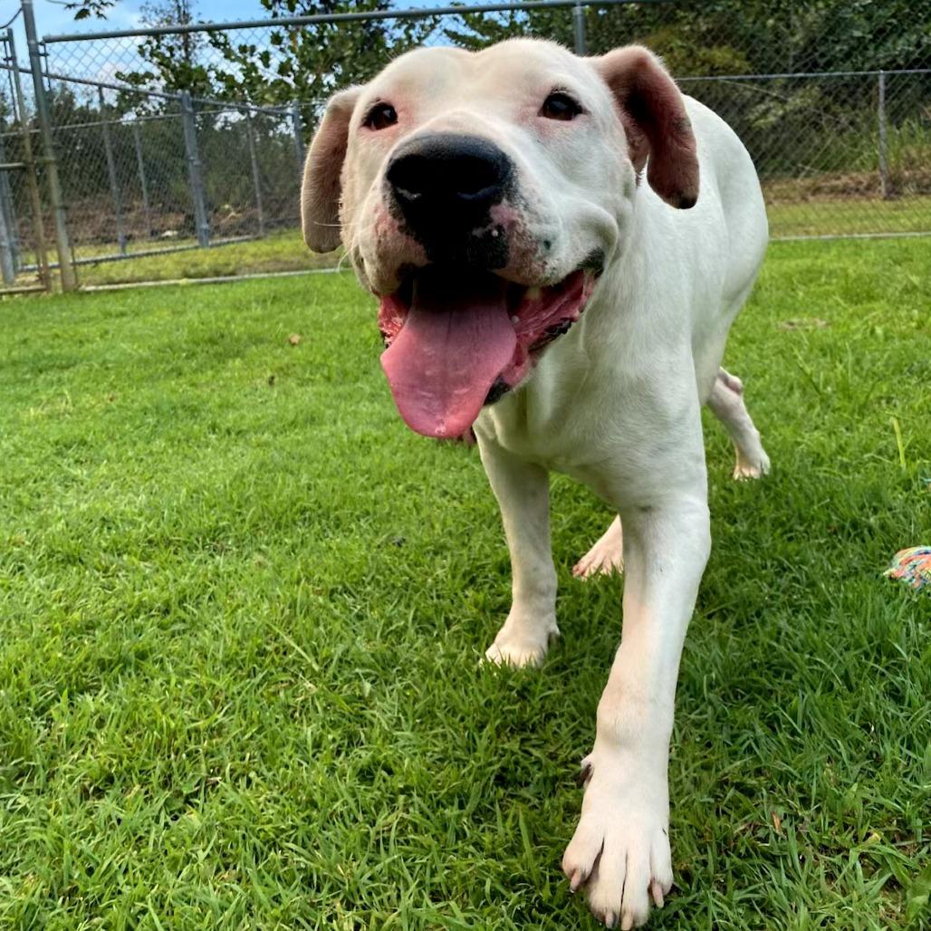 Enlarge Ivory, a Adoptable Mixed Breed in Keaau, HI image 5/6