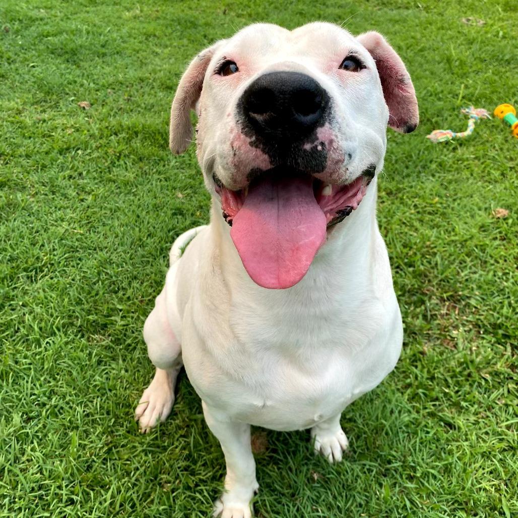 Enlarge Ivory, a Adoptable Mixed Breed in Keaau, HI image 6/6