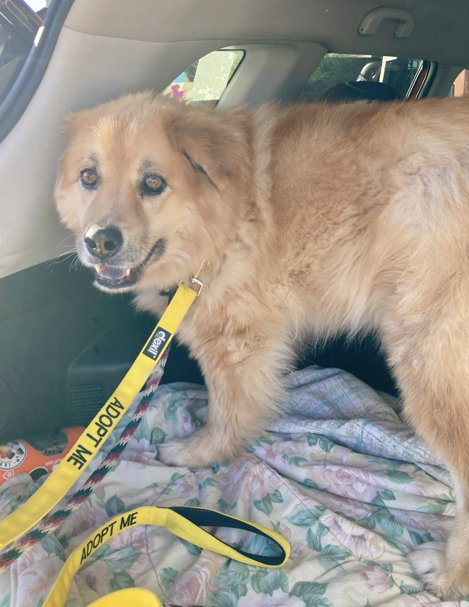Flower, Adoptable, Senior Female Chow Chow & Golden Retriever.