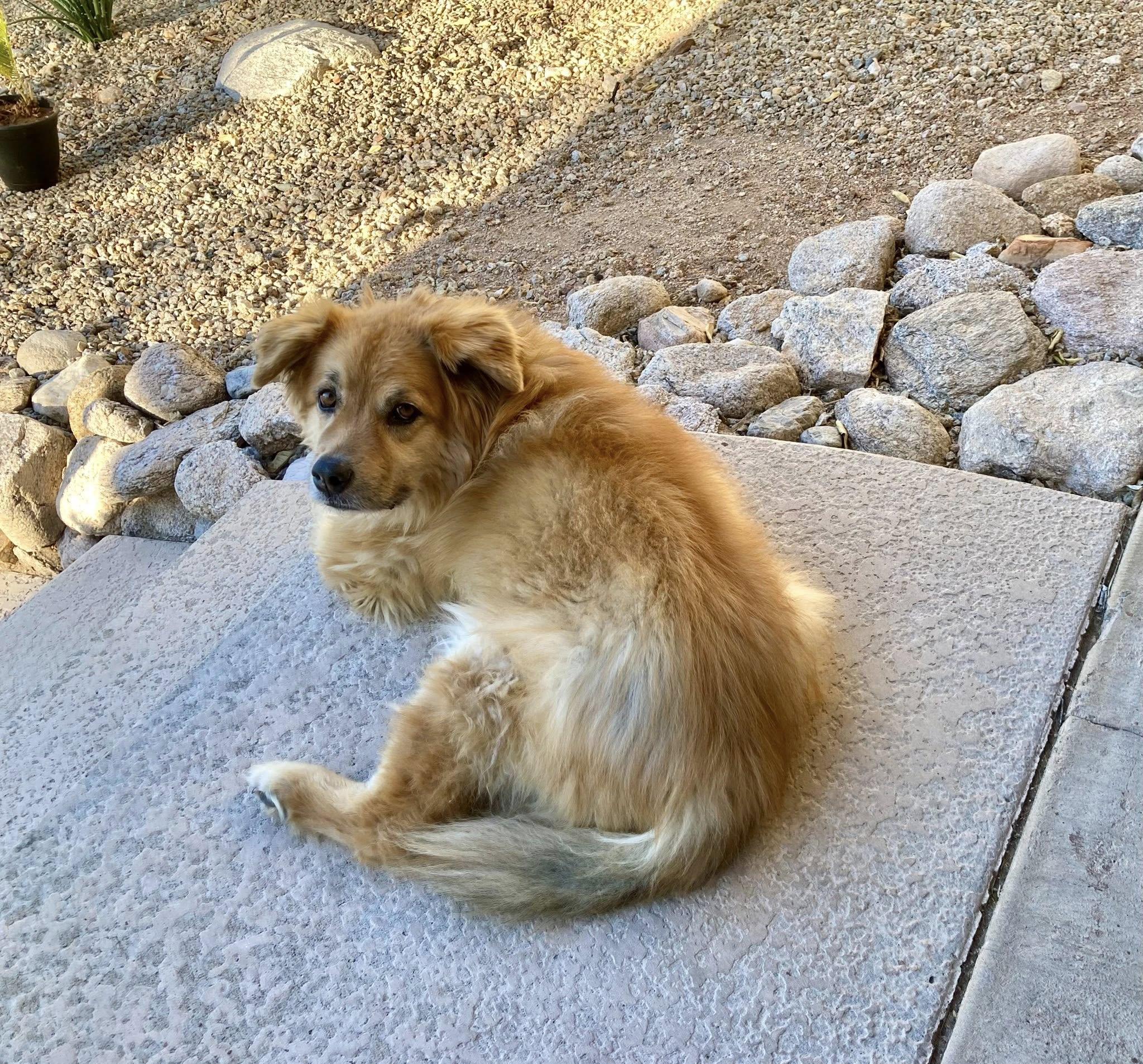 Flower, a Adoptable mixed breed in Tucson, AZ image 3/5