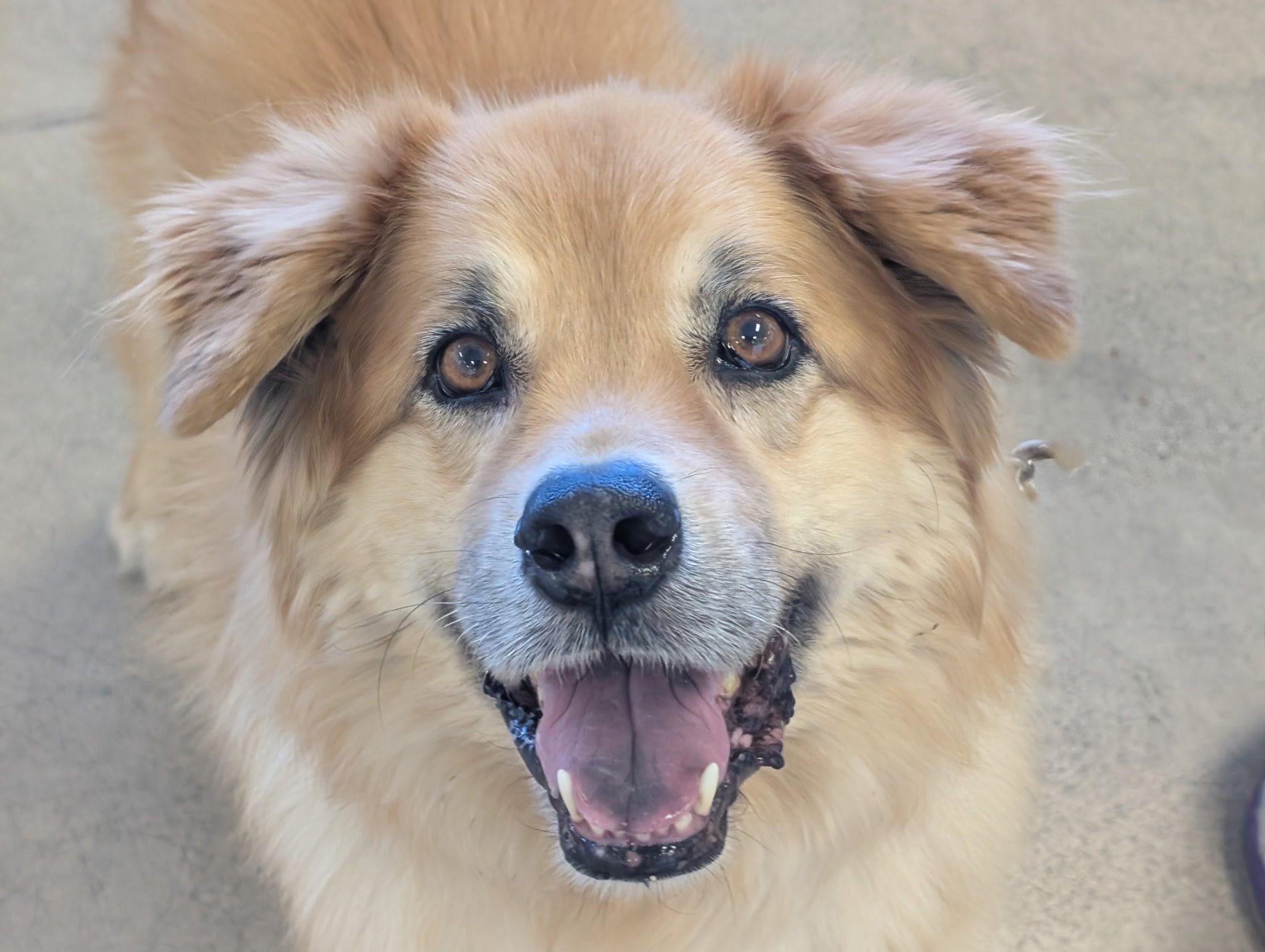 Flower, a Adoptable mixed breed in Tucson, AZ image 5/5