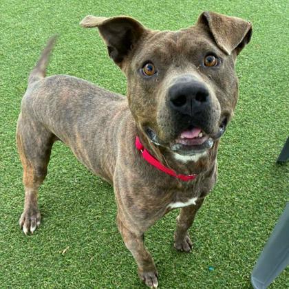 Maracas, Adoptable, Adult Male Terrier & Mixed Breed.