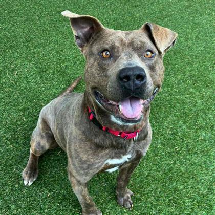 Enlarge Maracas, a Adoptable mixed breed in Gastonia, NC image 2/4