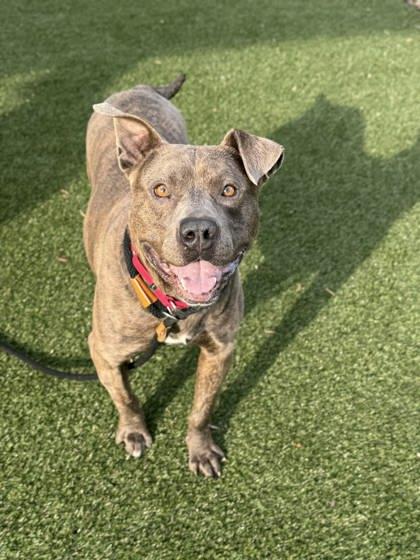 Enlarge Maracas, a Adoptable mixed breed in Gastonia, NC image 3/4