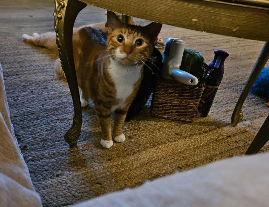 Munster, Adoptable, Adult Female Domestic Short Hair.