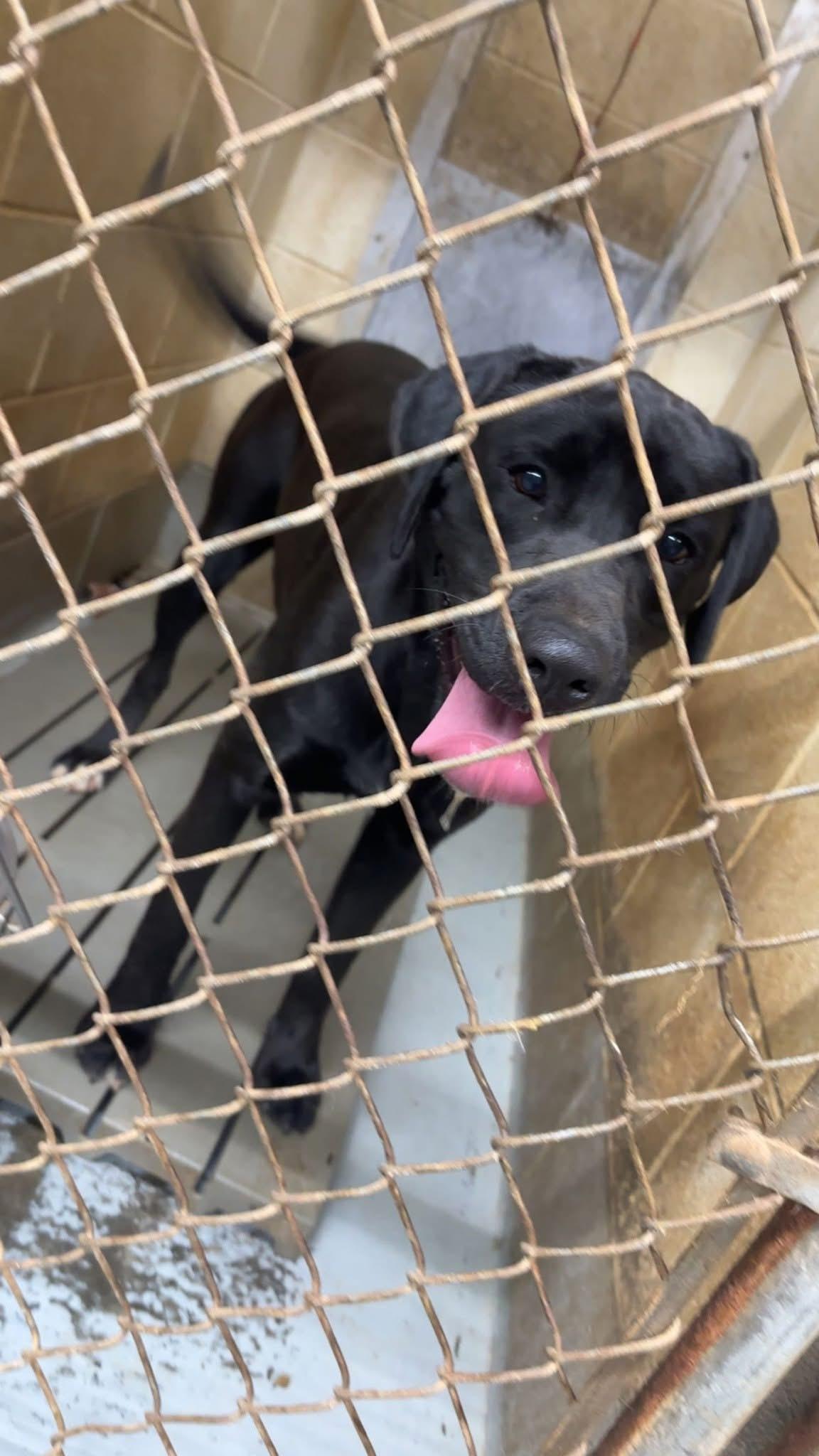 Enlarge Abbey, a ADOPTABLE Mixed Breed in Franklin, KY image 2/2