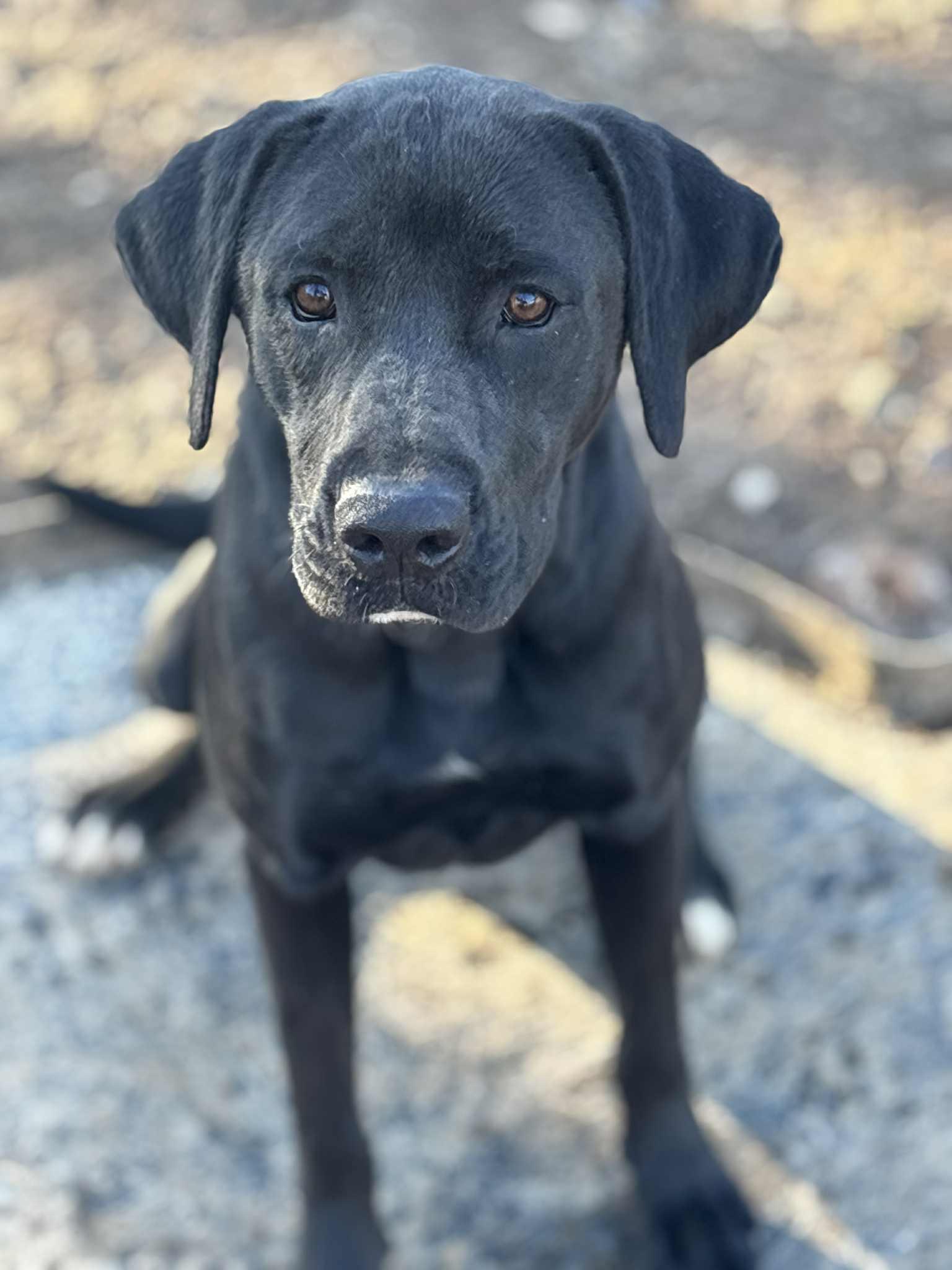 Abbey, ADOPTABLE, Puppy Female Mixed Breed.