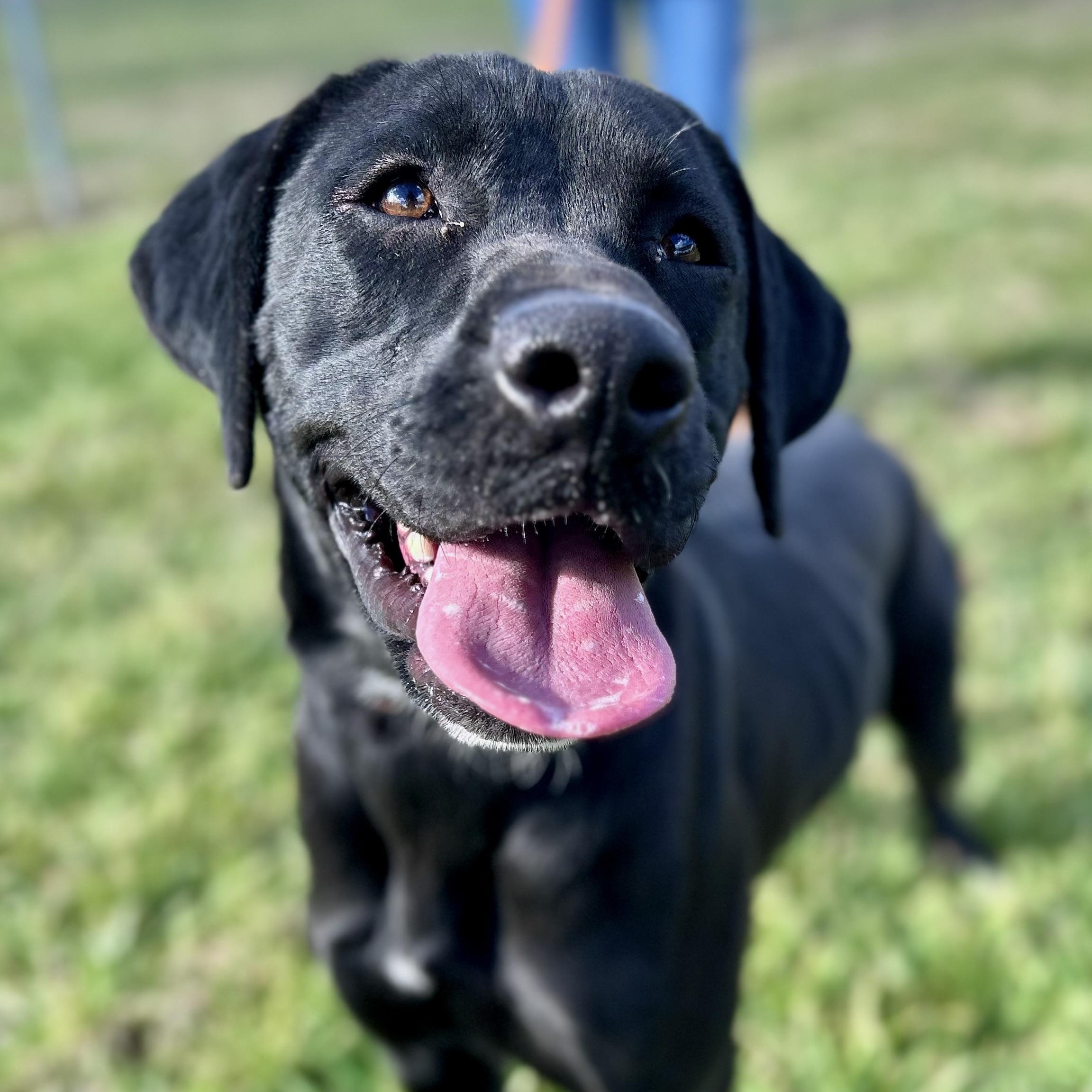 Abbey, ADOPTABLE, Puppy Female Mixed Breed.