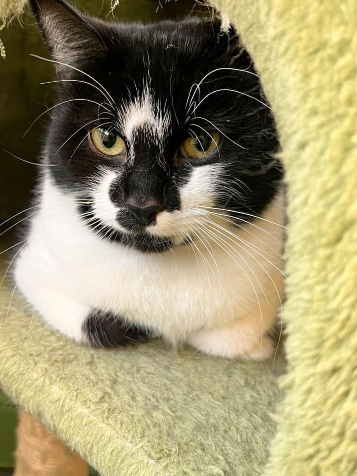 Augusta, an adoptable Domestic Short Hair in Grand Rapids, MI_image-2