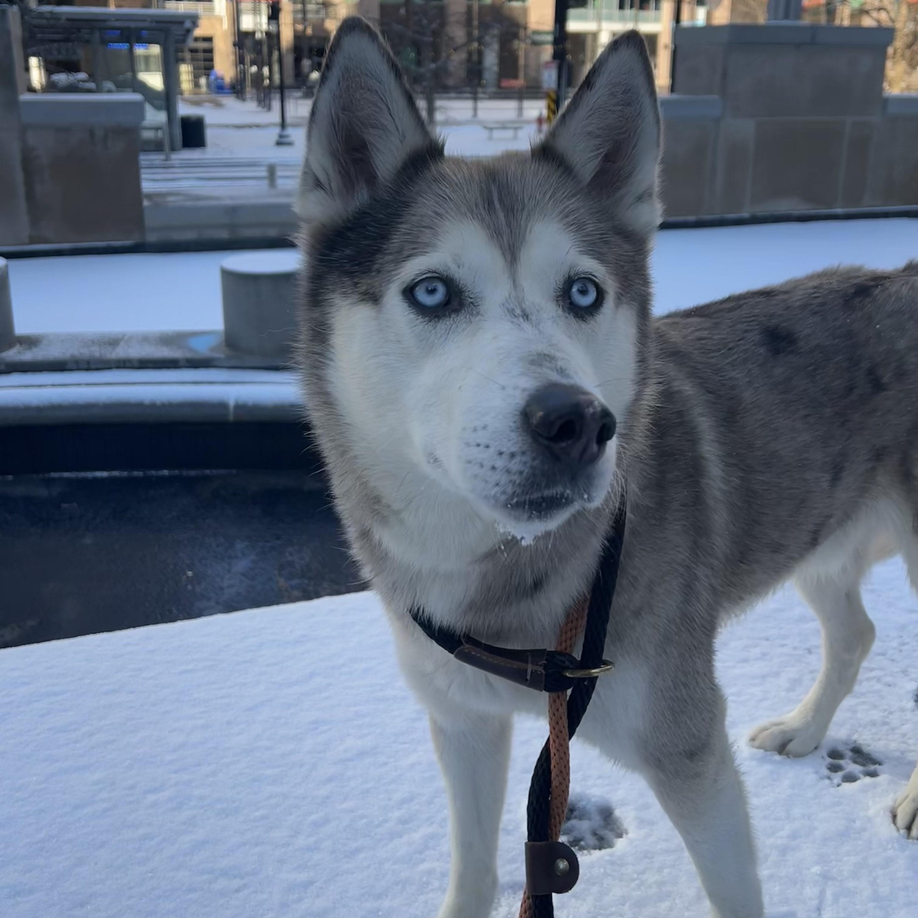Enlarge Astro, a ADOPTABLE Husky in Buffalo, NY image 1/5