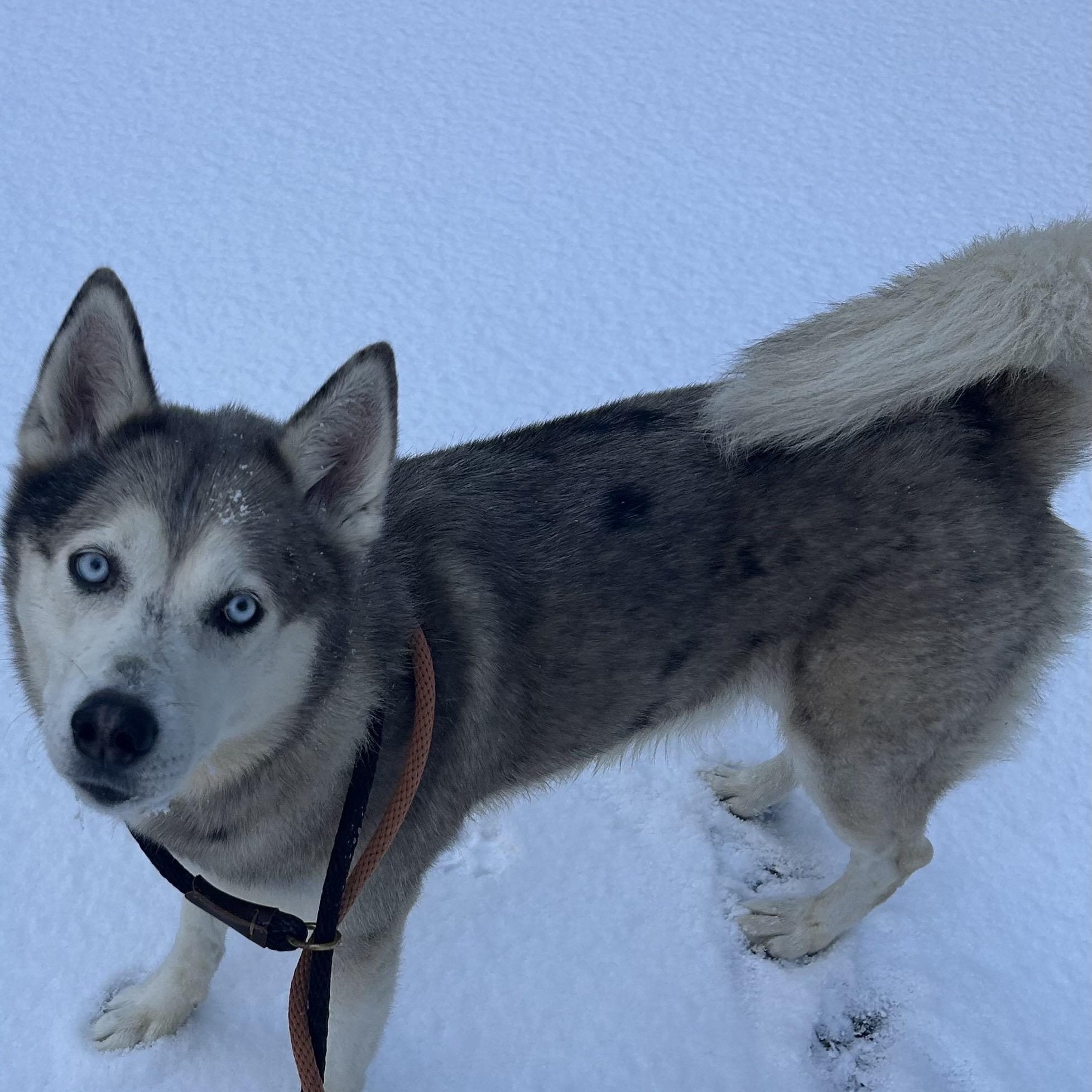 Enlarge Astro, a ADOPTABLE Husky in Buffalo, NY image 4/5