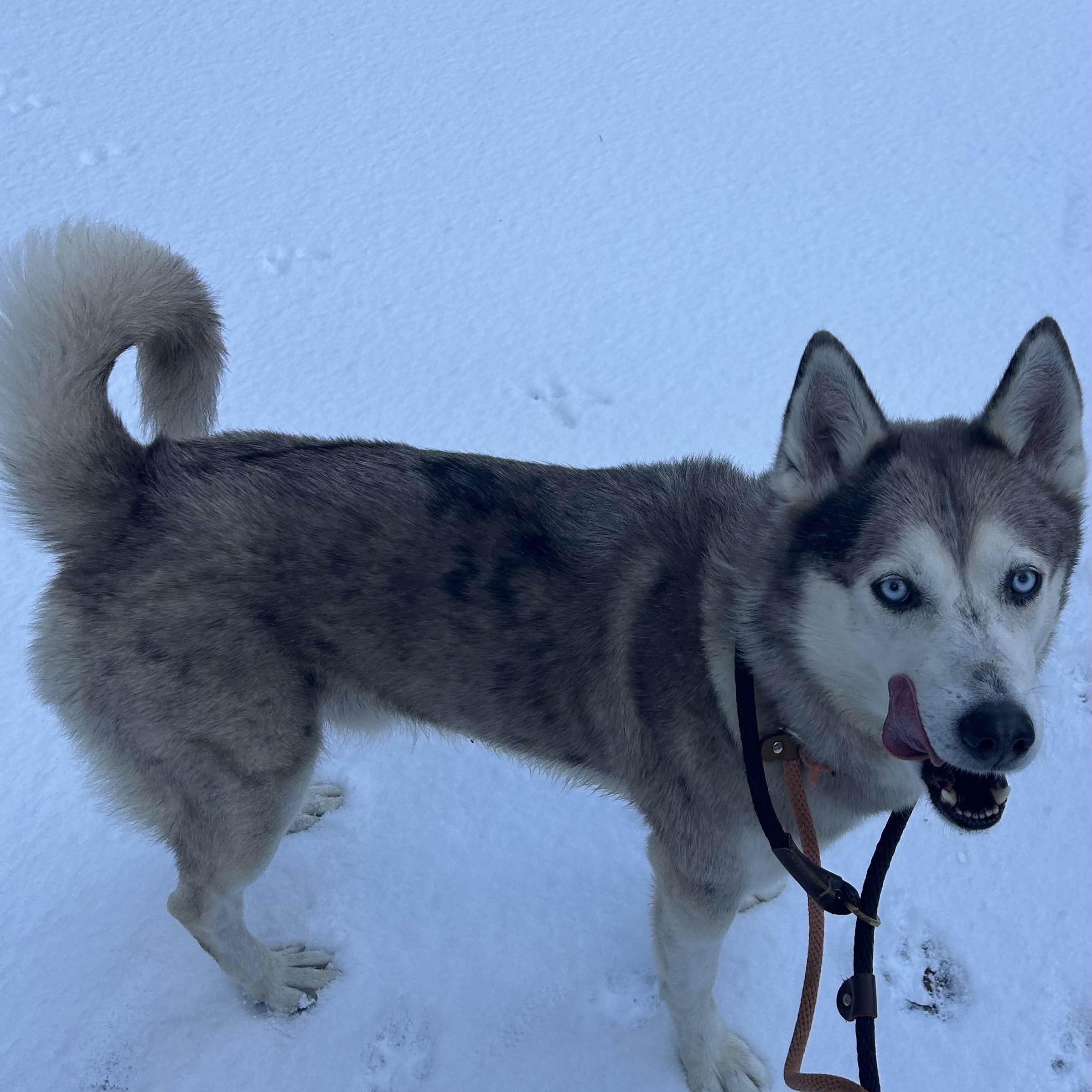 Enlarge Astro, a ADOPTABLE Husky in Buffalo, NY image 5/5