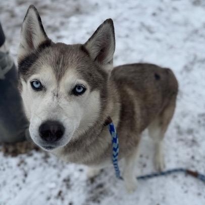 Enlarge Astro, a ADOPTABLE Husky in Buffalo, NY image 3/5