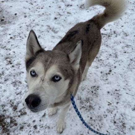 Enlarge Astro, a ADOPTABLE Husky in Buffalo, NY image 2/5