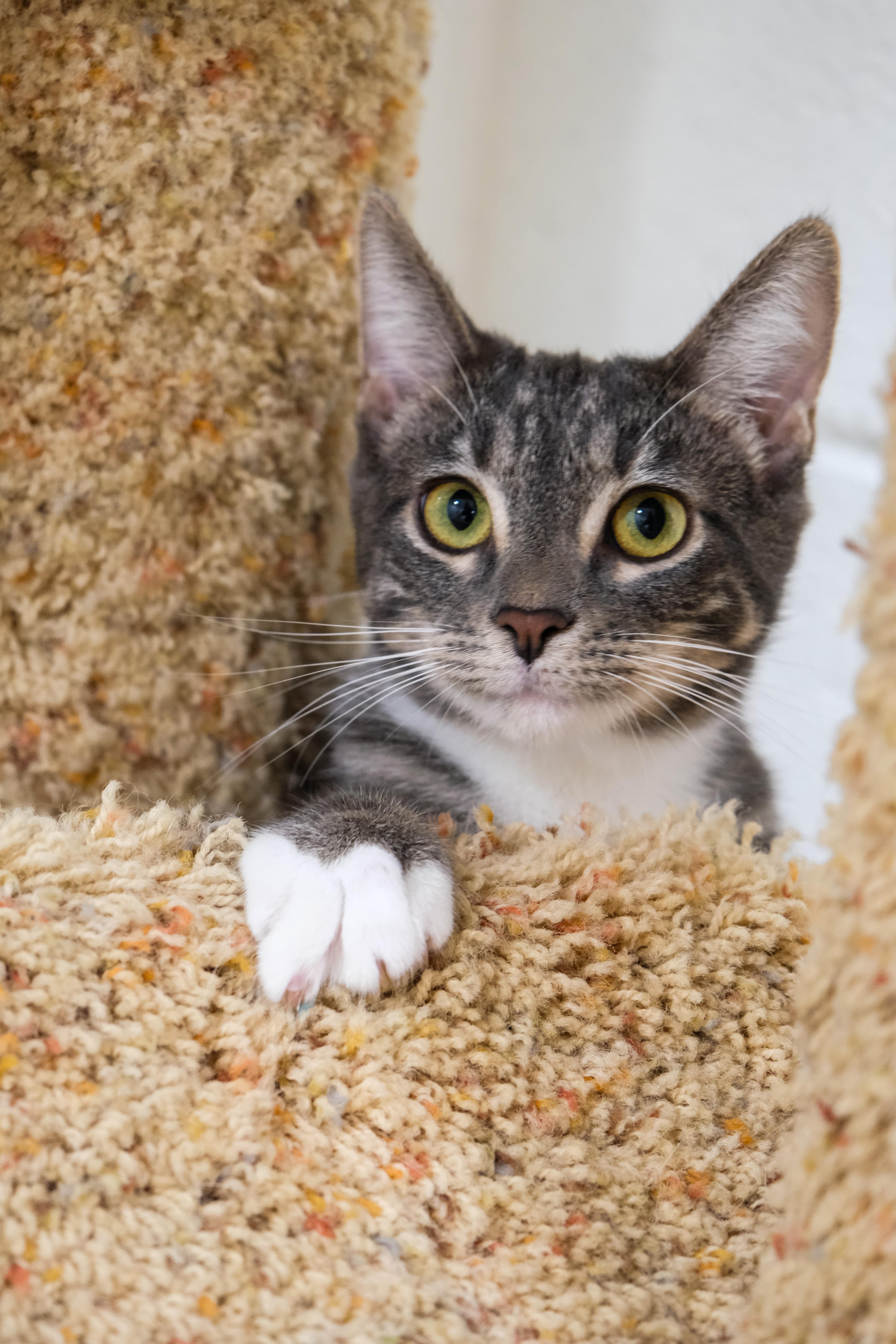 Olive, a Adoptable mixed breed in Newport Beach, CA image 5/5