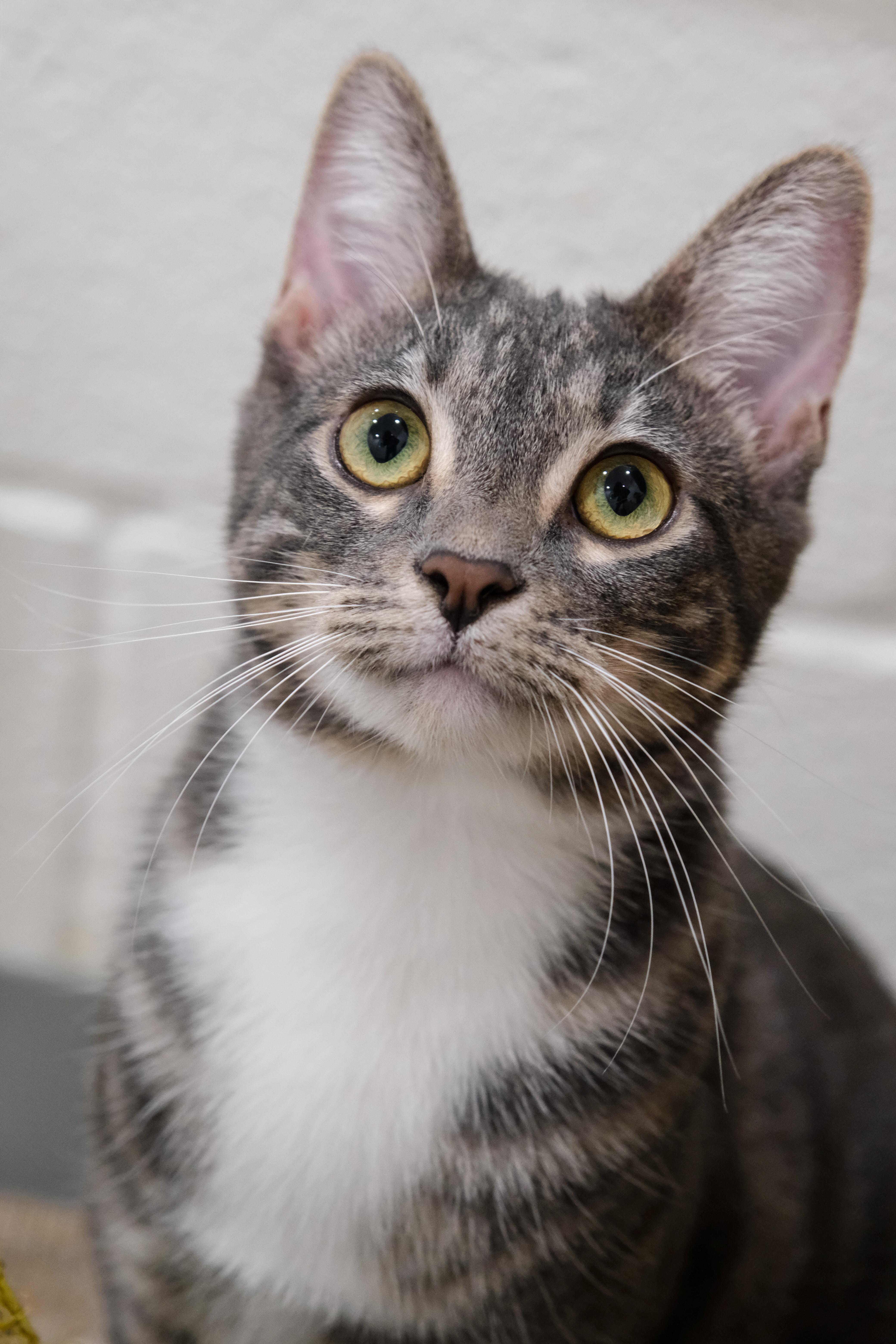 Olive, Adoptable, Young Female Domestic Short Hair.
