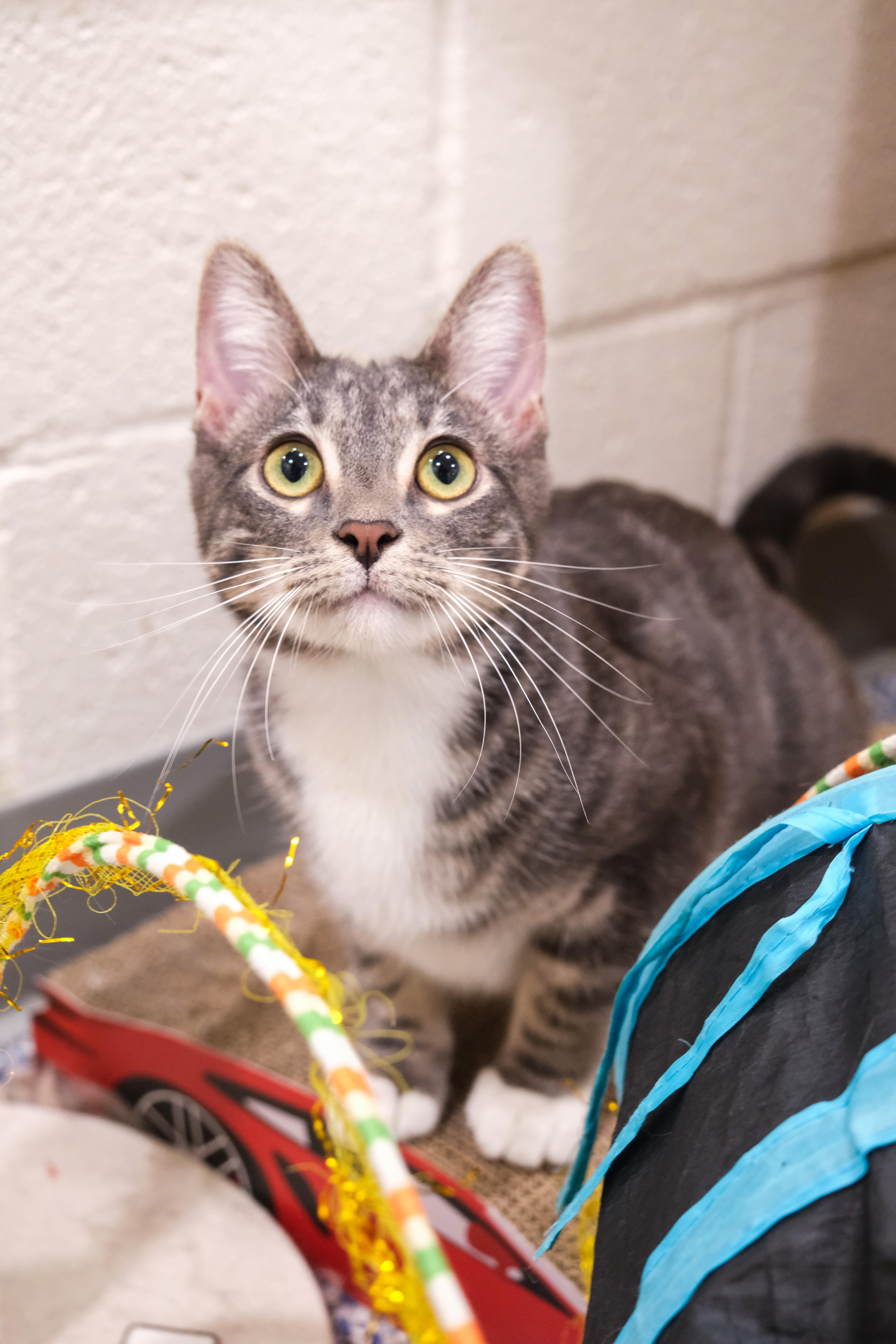 Olive, a Adoptable mixed breed in Newport Beach, CA image 2/5