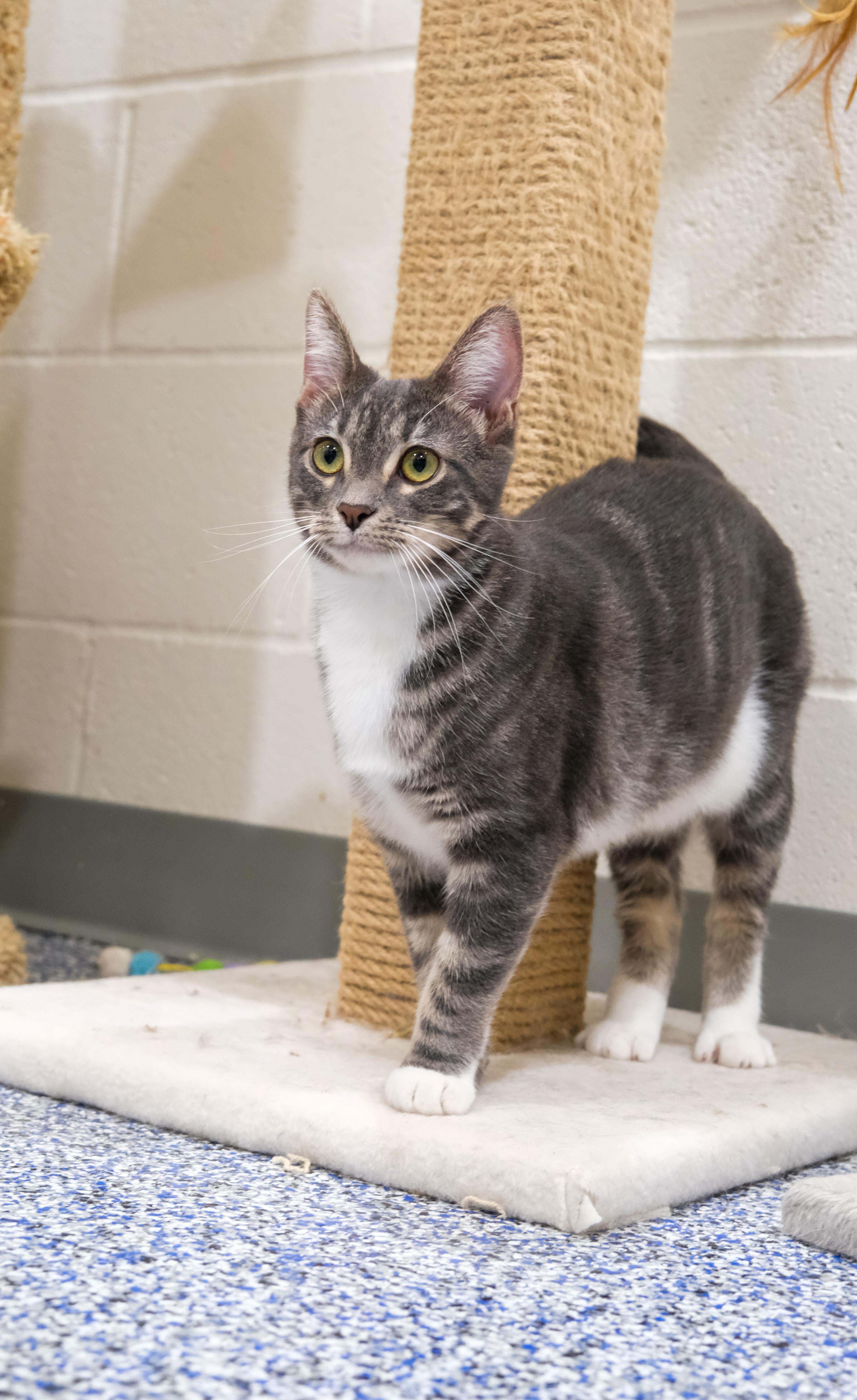 Olive, a Adoptable mixed breed in Newport Beach, CA image 4/5