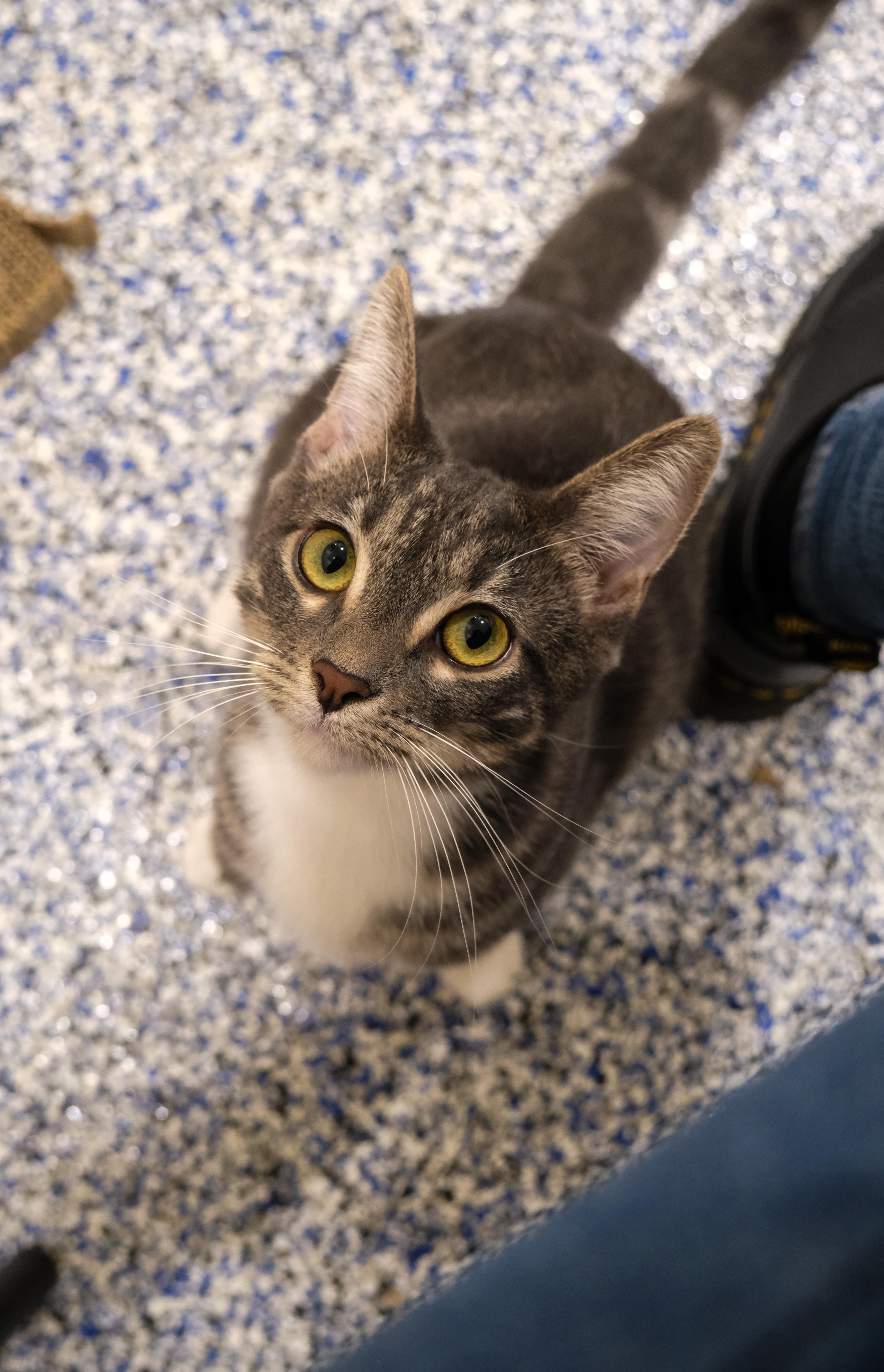 Olive, a Adoptable mixed breed in Newport Beach, CA image 3/5