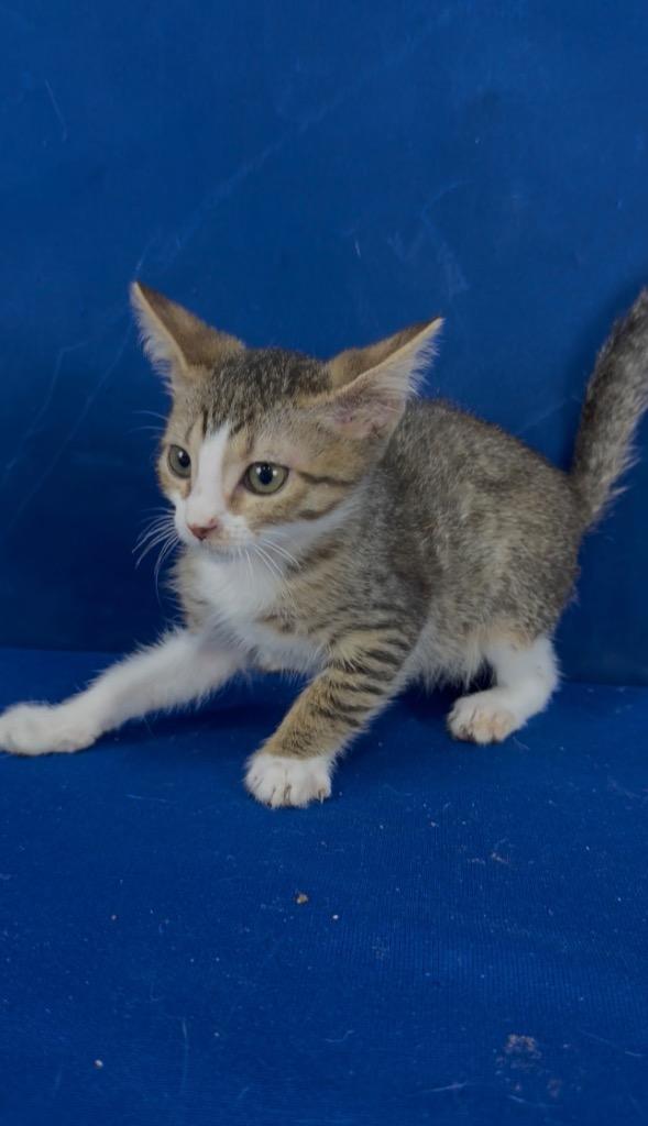 Enlarge Lady Bug, a Adoptable American Shorthair in Ruston, LA image 1/1