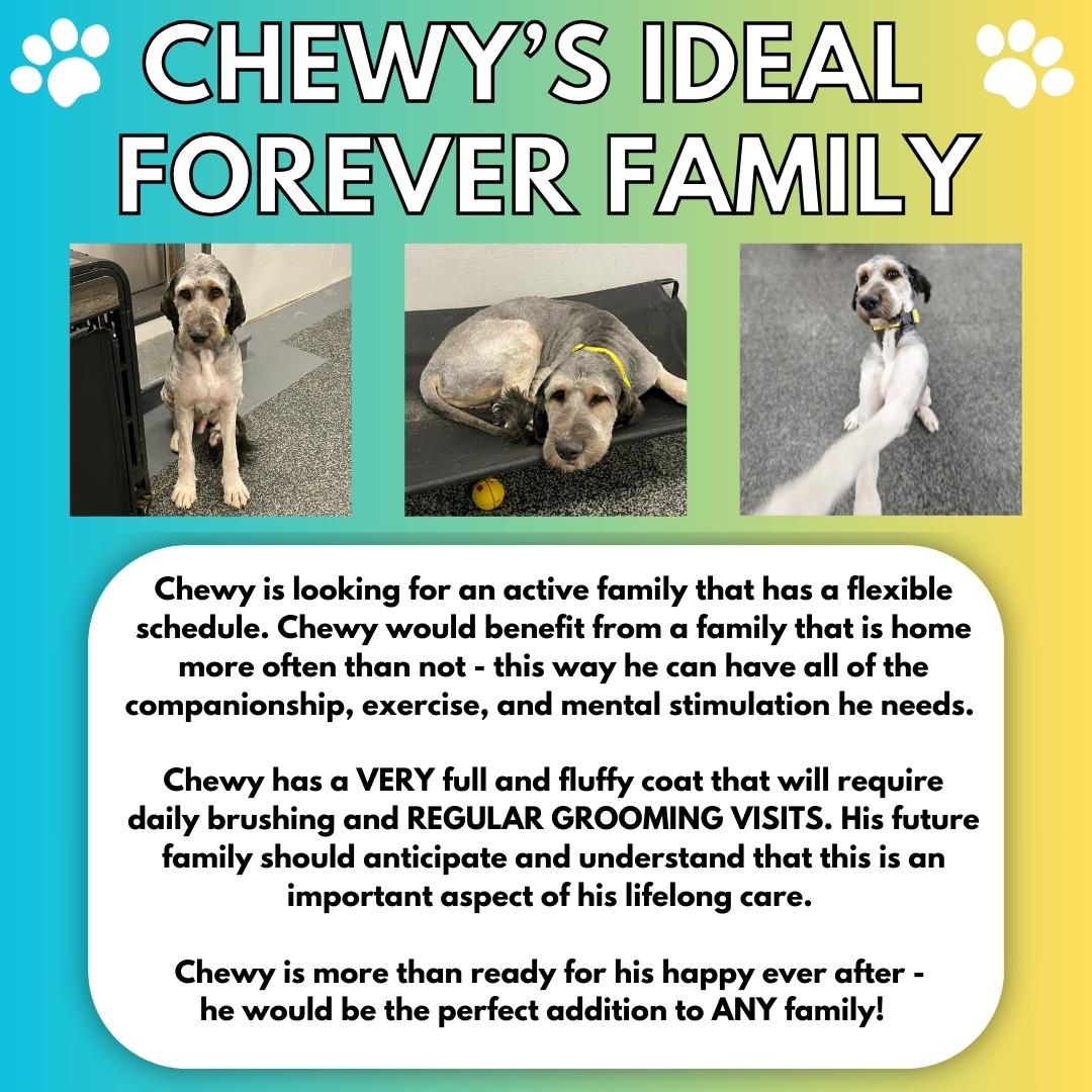 Chewy, a Adopted Bernedoodle image 4/5