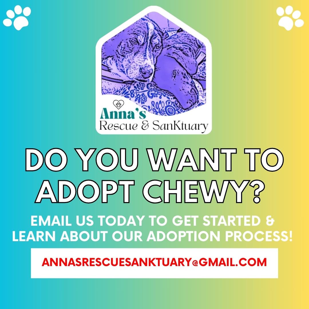 Chewy, a Adopted Bernedoodle image 5/5