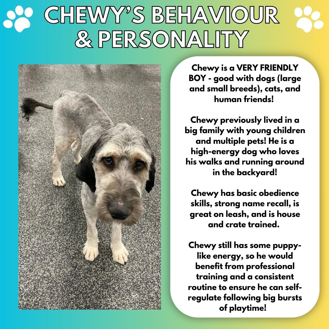 Chewy, a Adopted Bernedoodle image 3/5