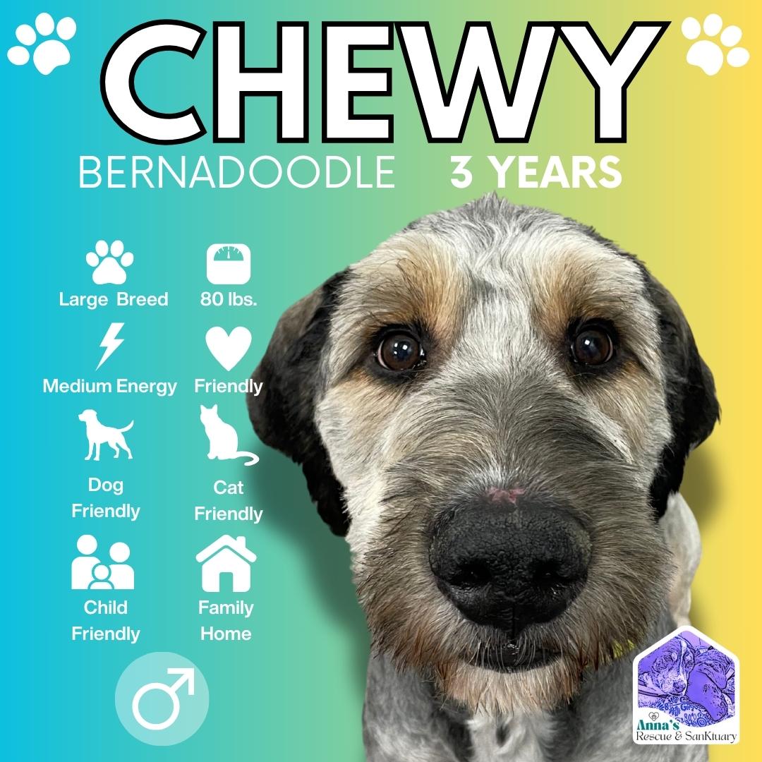 Chewy, a Adopted Bernedoodle image 1/5