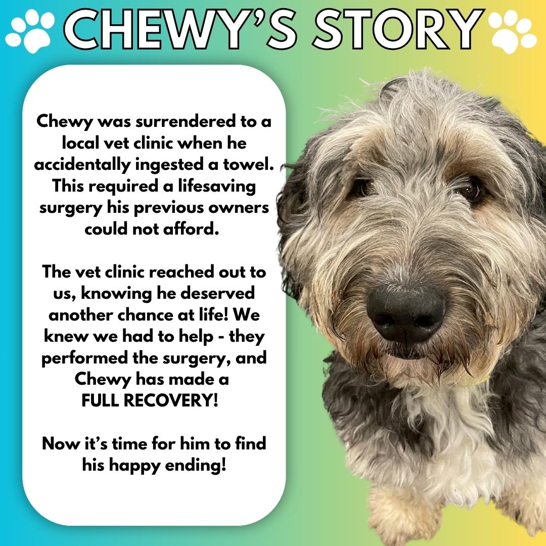 Chewy, a Adopted Bernedoodle image 2/5