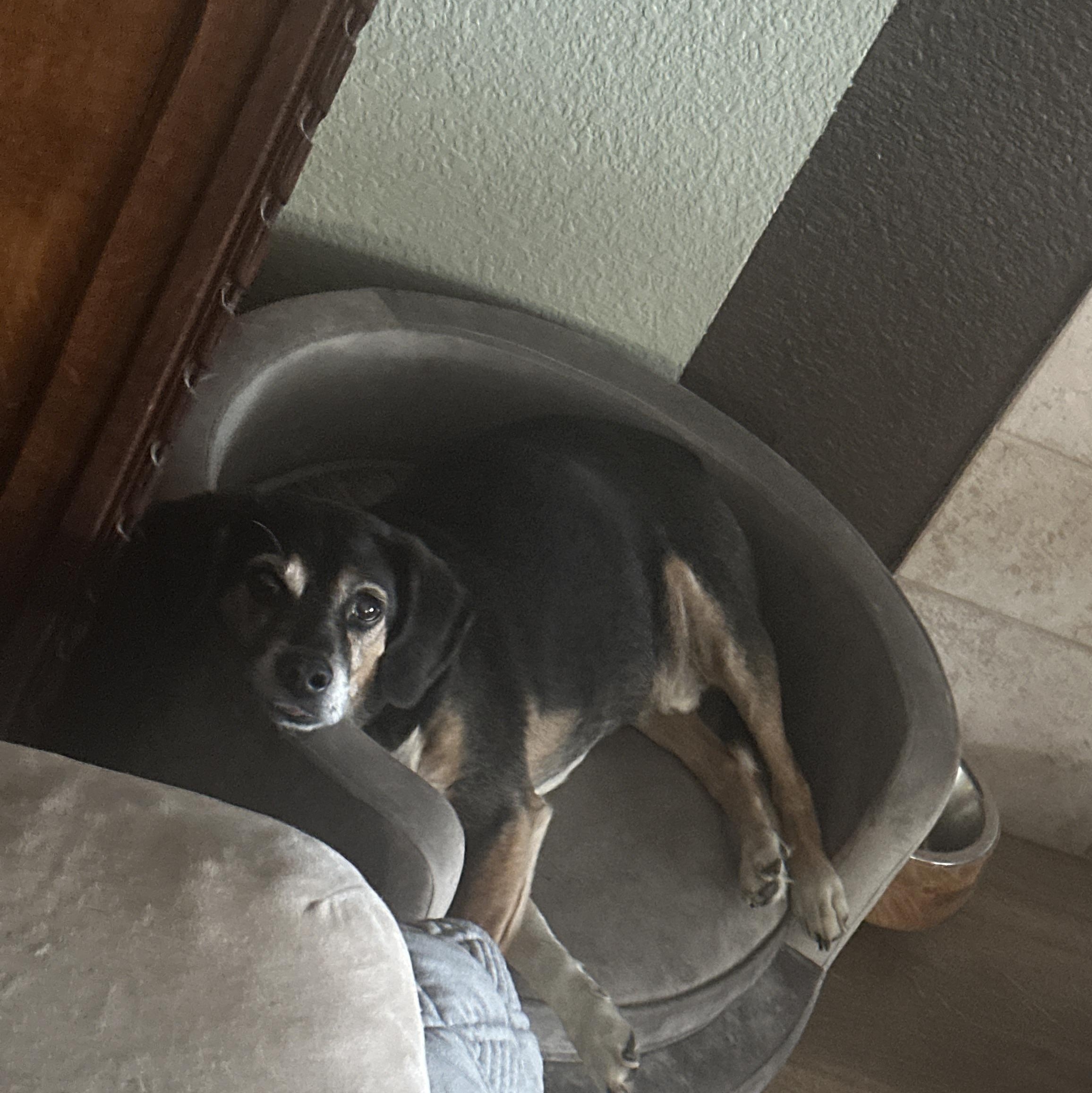 Enlarge Bernie COURTESY POST INDOOR DOG WILL ALSO CONSIDER FOSTER TO ADOPT, a Adopted Beagle in Stockton, CA image 3/4