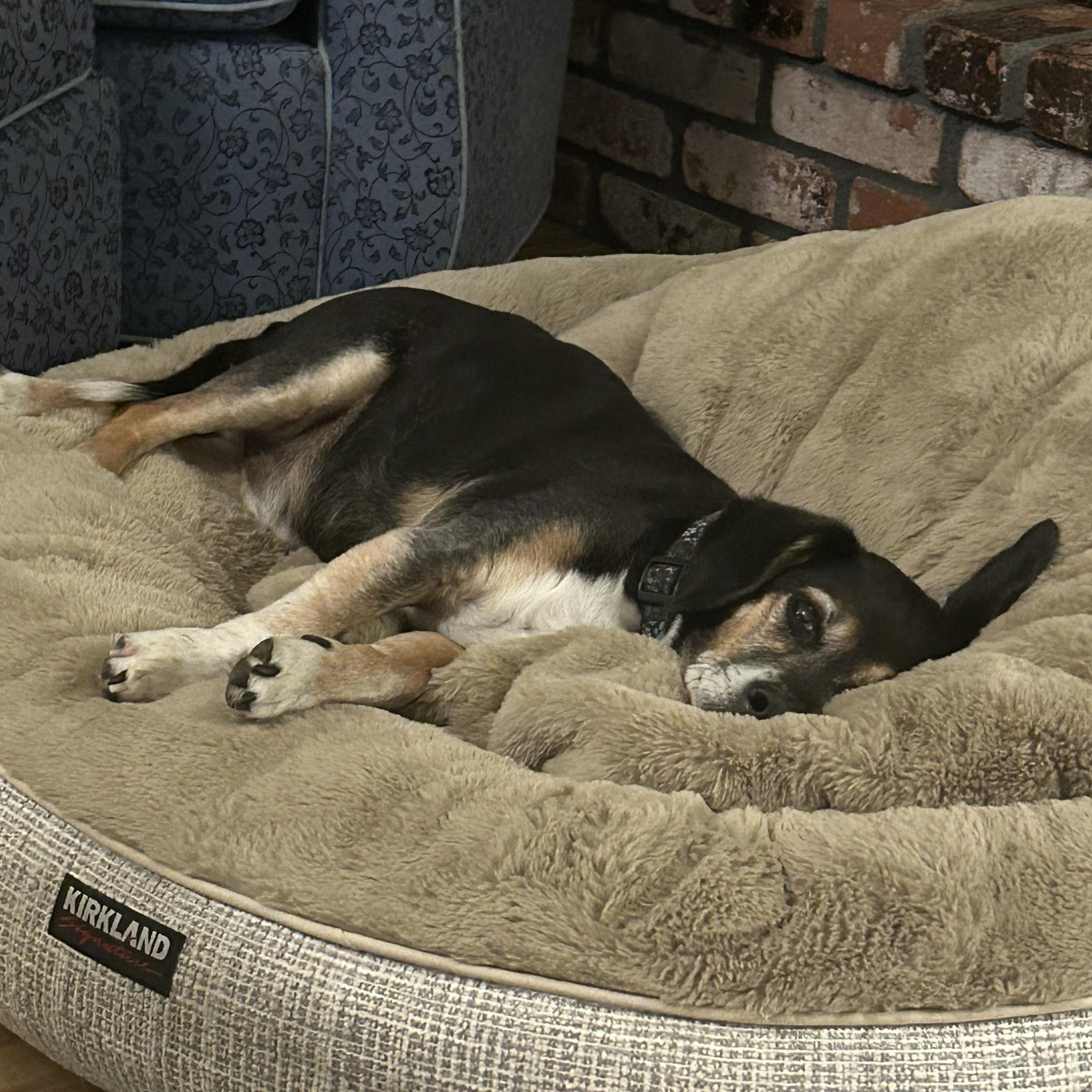 Enlarge Bernie COURTESY POST INDOOR DOG WILL ALSO CONSIDER FOSTER TO ADOPT, a Adopted Beagle in Stockton, CA image 4/4