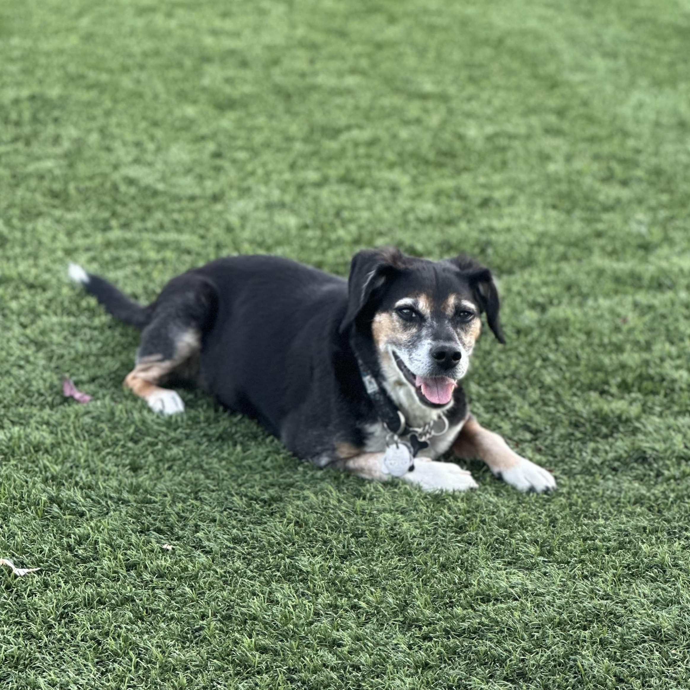 Enlarge Bernie COURTESY POST INDOOR DOG WILL ALSO CONSIDER FOSTER TO ADOPT, a Adopted Beagle in Stockton, CA image 2/4