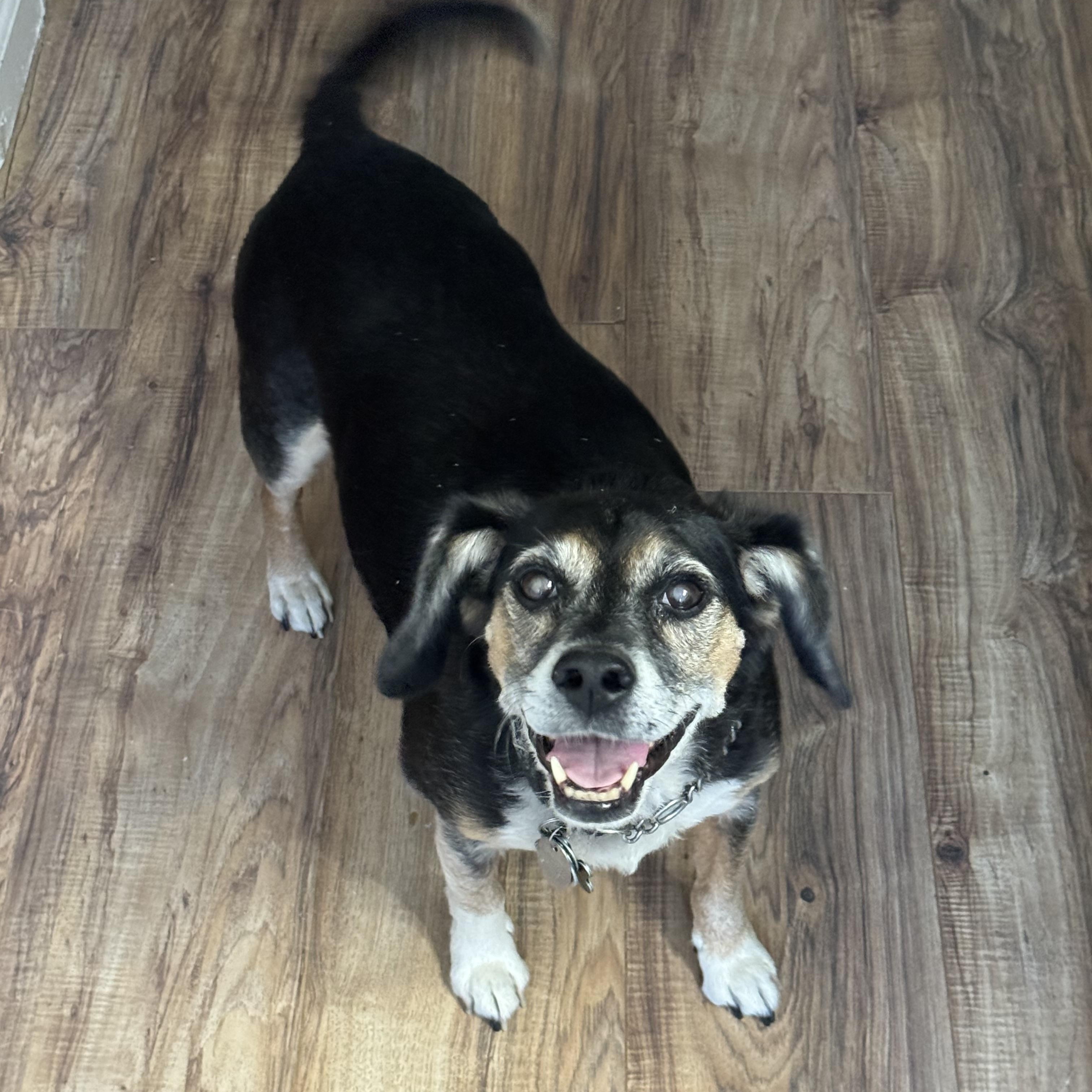 Bernie COURTESY POST INDOOR DOG WILL ALSO CONSIDER FOSTER TO ADOPT, Adopted, Senior Male Beagle.